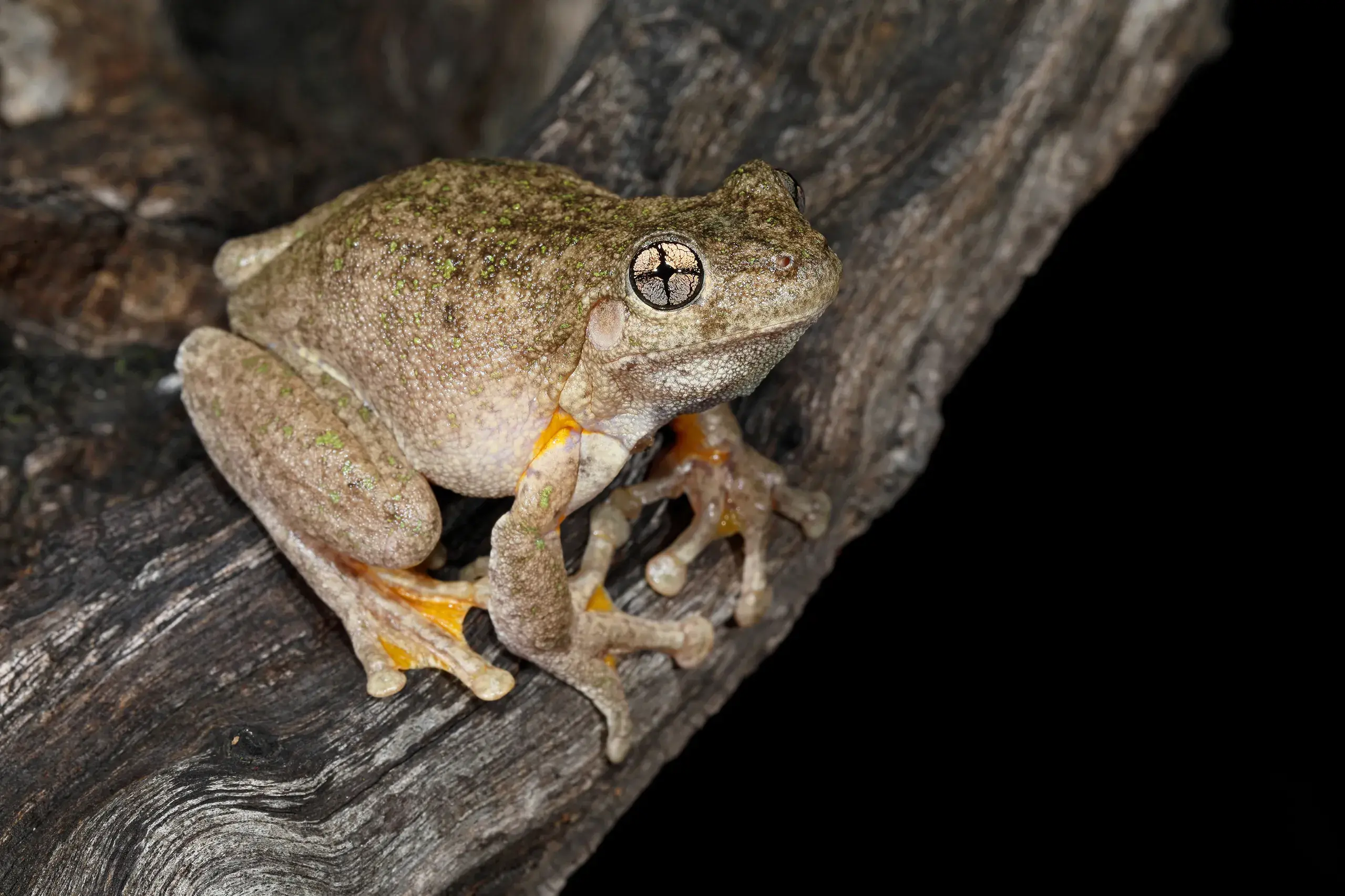 <p>THE EVERYWHERE FROG: With its clown-like cross-shaped pupil, the Peron\\u2019s Tree Frog is perhaps our most distinctive frog species. PHOTO: Chris Tzaros (Birds Bush and Beyond)</p>\\n