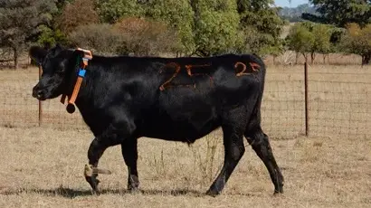 Electronic cattle collars to be regulated in Vic