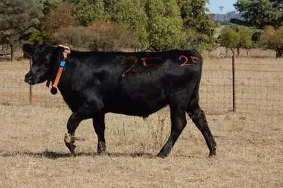 <p>COLLARED: The CSIRO and Gallagher eShepherd virtual fencing technology is a world first. PHOTO: CSIRO</p>\\n