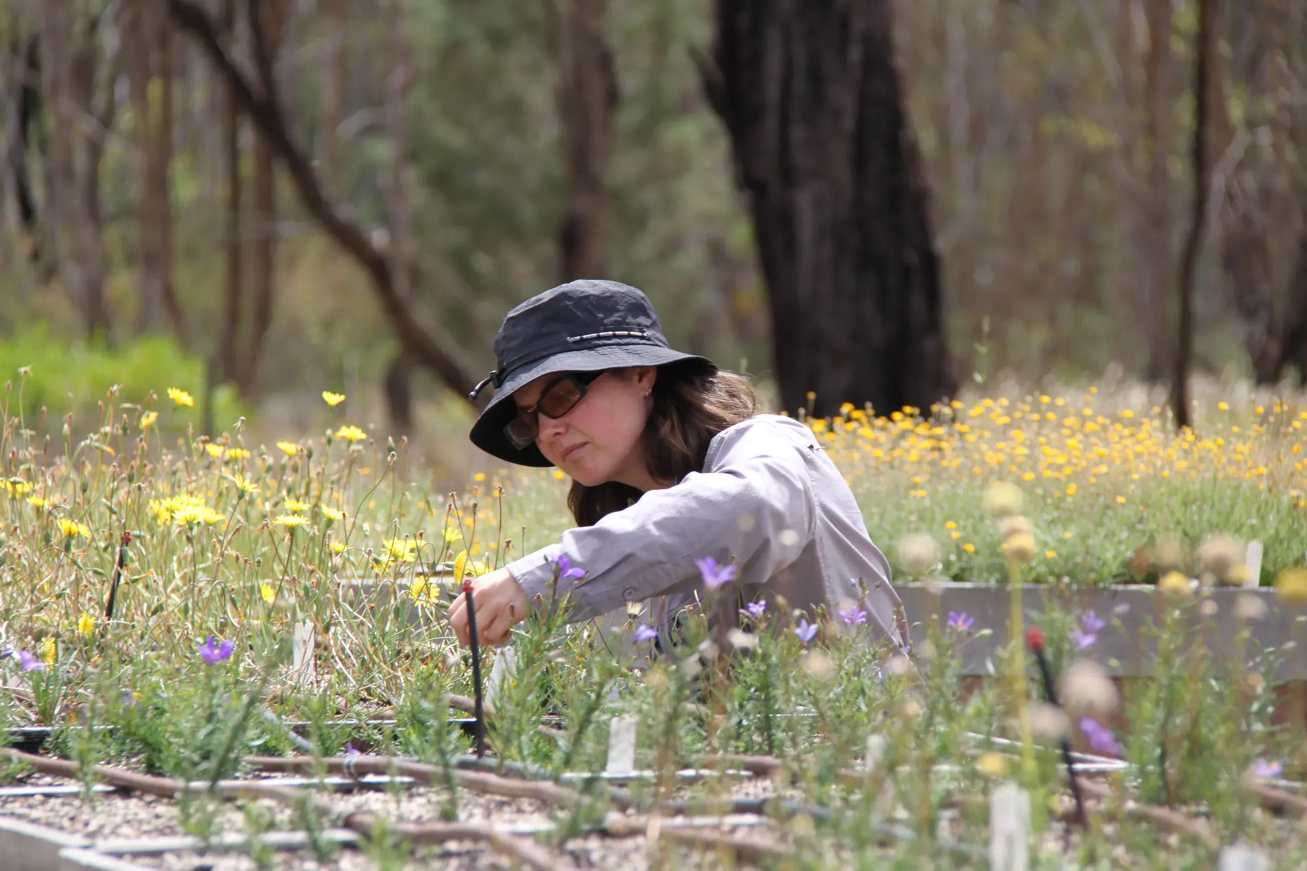 <p>METICULOUS: Mim Zimmerman collects native daisy seeds at the Arboretum.</p>\\n