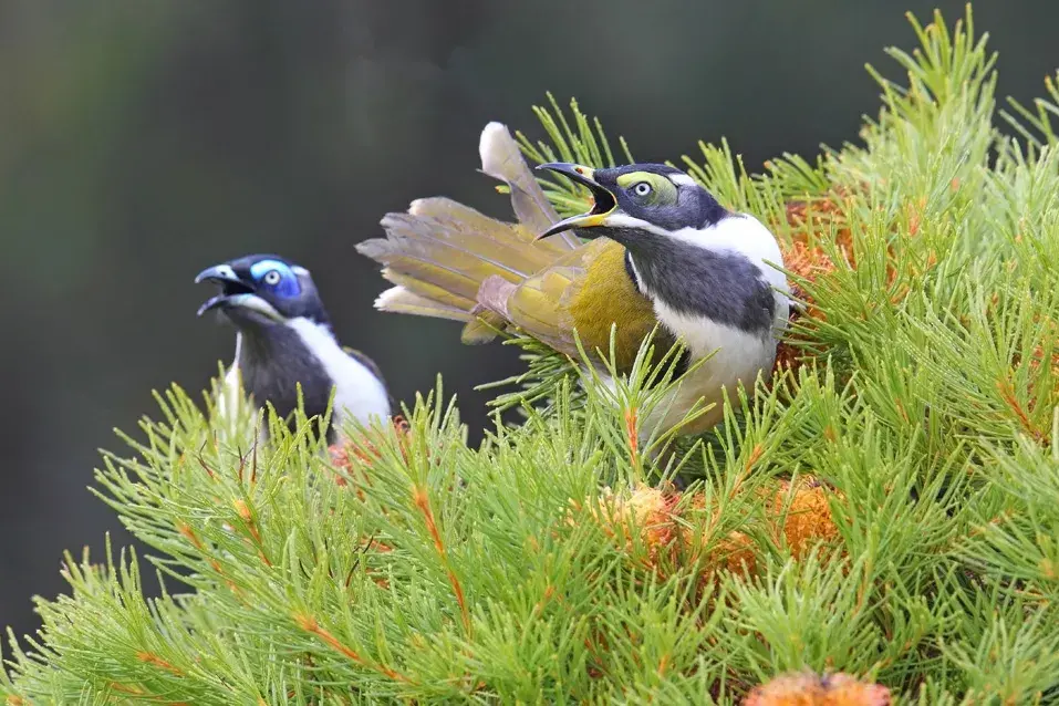 <p>BRIGHT EYES: An adult and juvenile Blue-faced Honeyeater. Photo: Chris Tzaros (Birds Bush and Beyond)</p>\\n