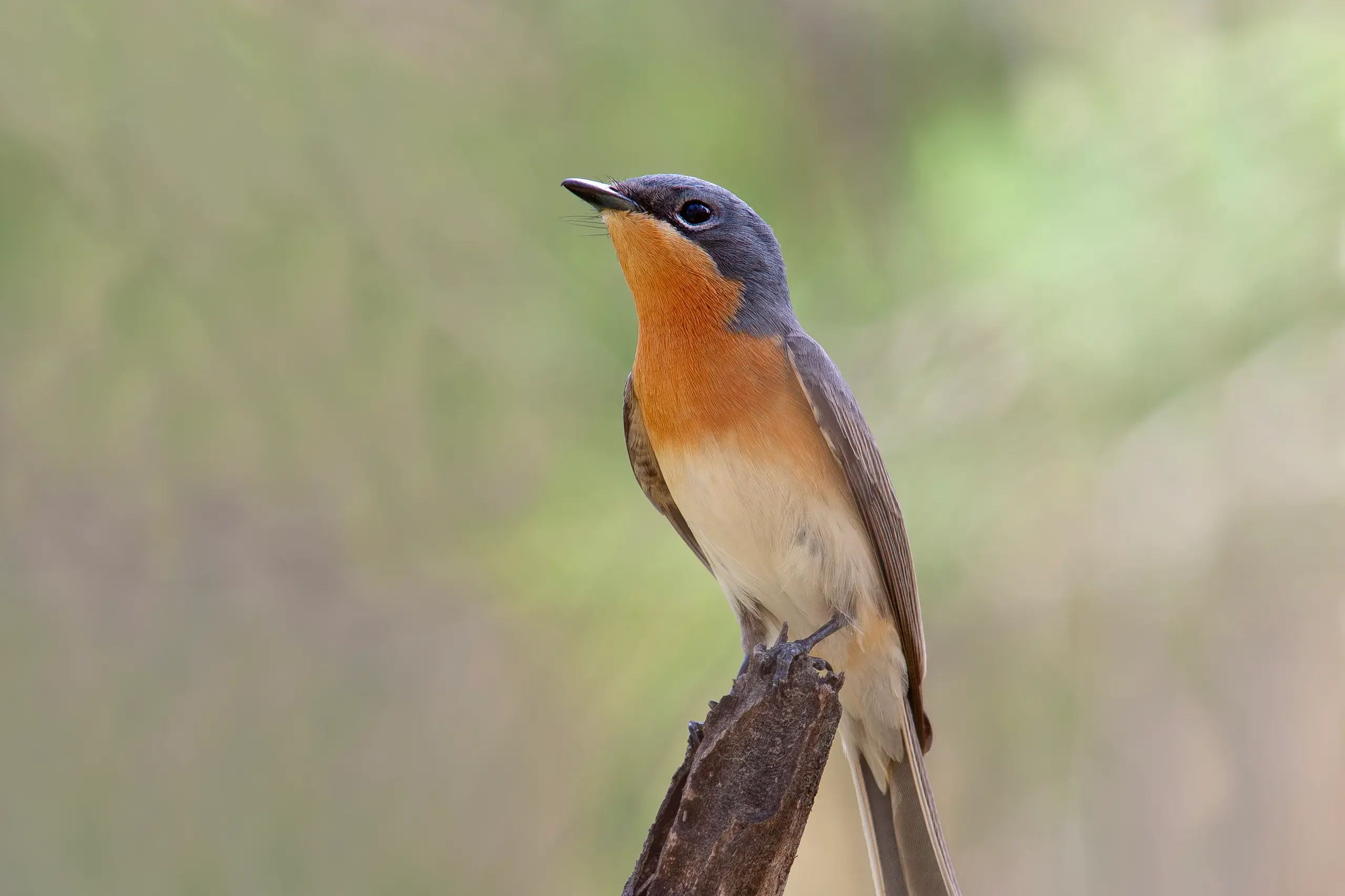 <p>SUMMER LOVING: Inquisitive by nature, this adult female Leaden Flycatcher poses nicely for an up-close portrait. Photo: Chris Tzaros (Birds Bush and Beyond)</p>\\n