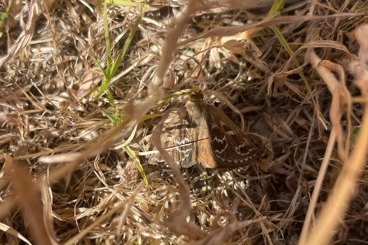 <p>GOLDEN MOMENT: Galen Catholic College students sighted a rare Golden Sun Moth during their final lesson of the year last week.</p>\\n