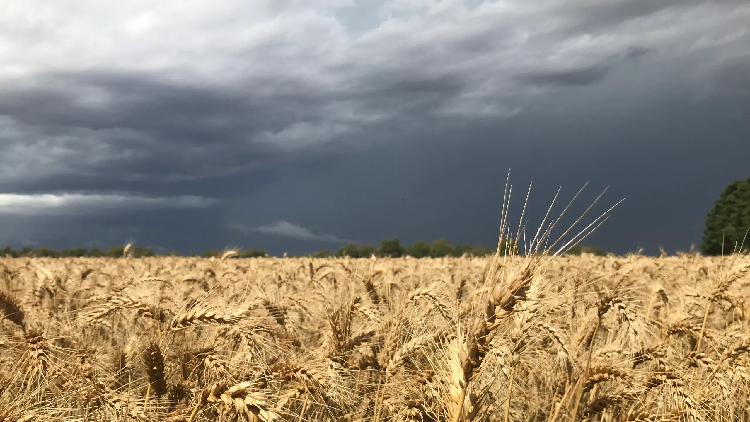 Uncertain seasons, uneven impacts for Victorian farmers