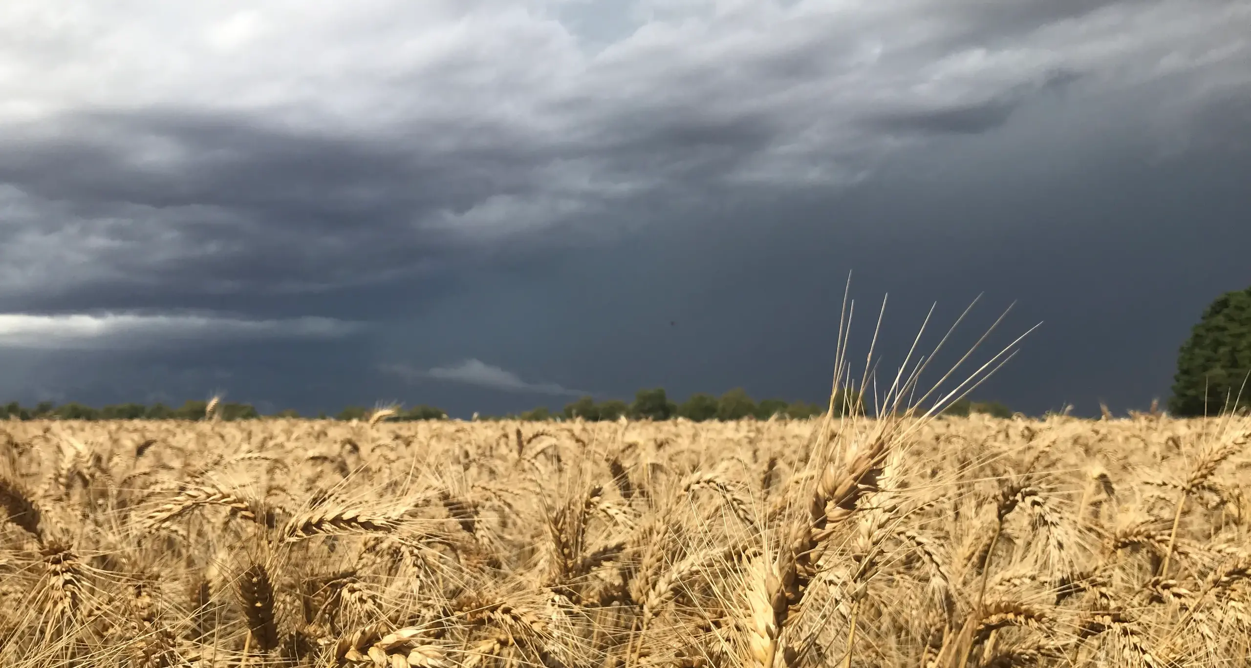 Uncertain seasons, uneven impacts for Victorian farmers