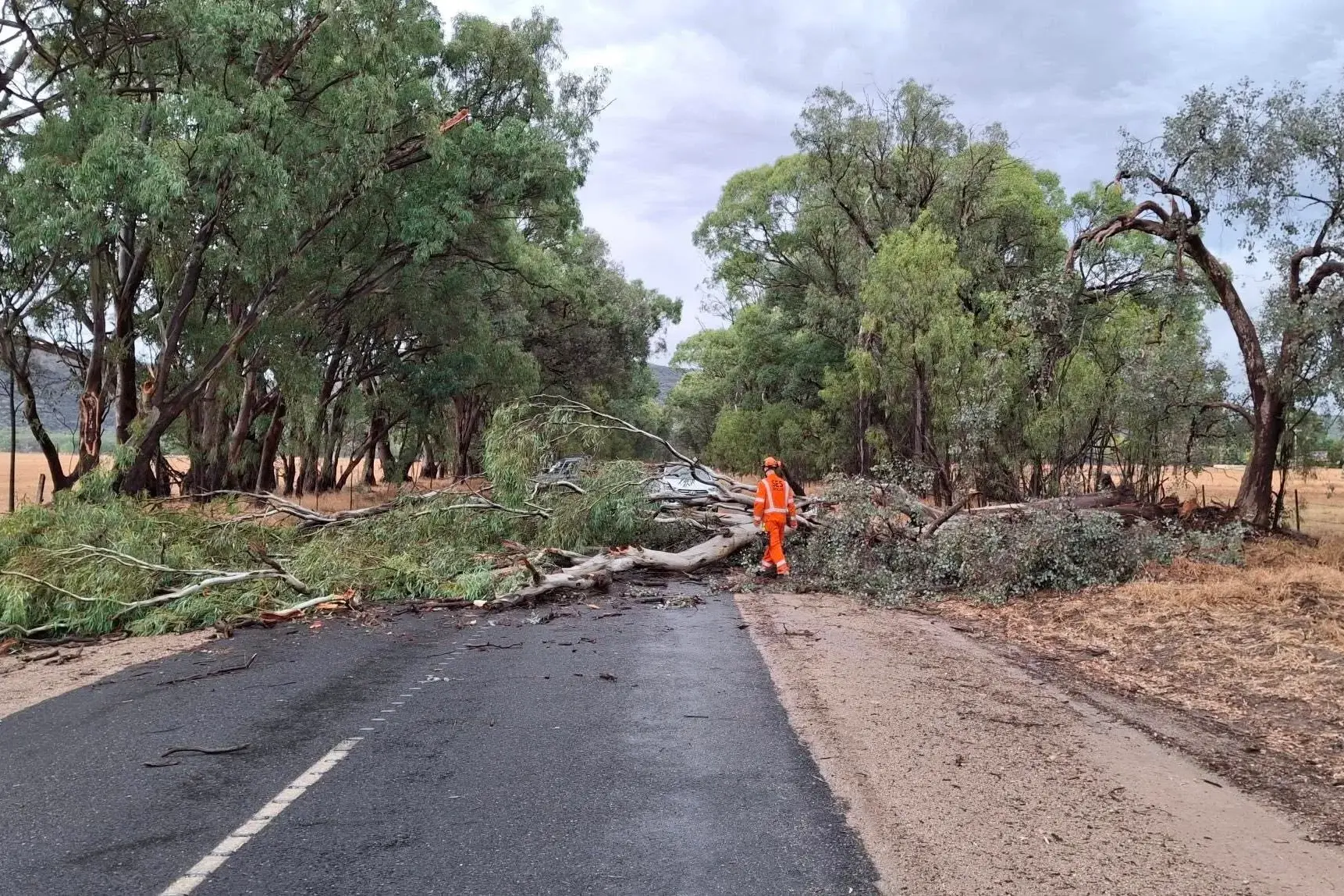 <p>TREE DOWN: Wangaratta VICSES crews responded to seven callouts across the rural city following a storm on Sunday. PHOTO: VICSES Wangaratta Unit</p>\\n