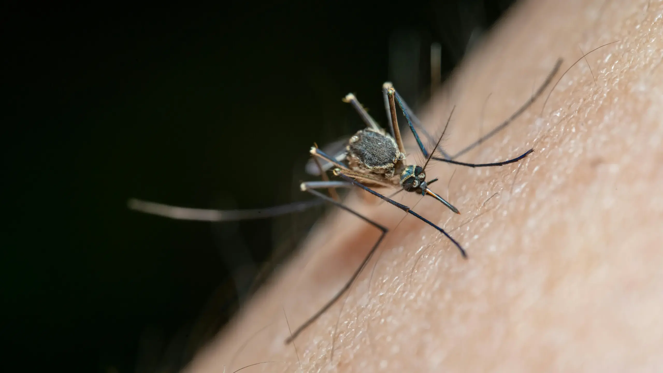 Protect yourself from increased risk of Ross River virus