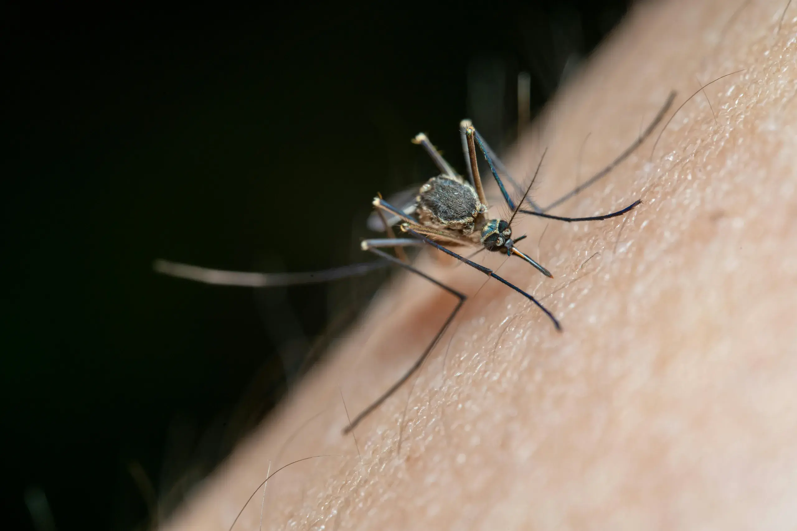 <p>STAY SAFE: Visitors to regional Victoria are advised to cover up and protect themselves from mosquito bites following recent detections of Ross River virus. PHOTO: Jimmy Chan/Pexels</p>\\n