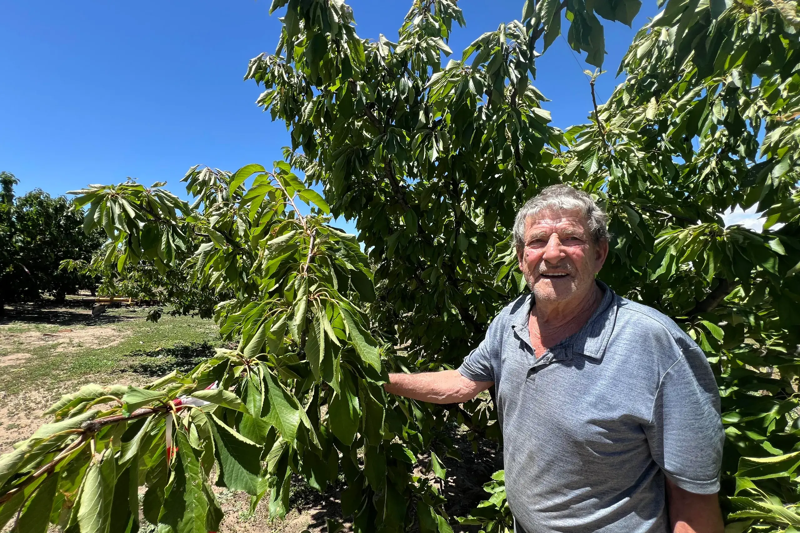 <p>MAN ON THE LAND: Michael Smith said birds wiped out about a third of his cherries this season. PHOTO: Jeff Zeuschner</p>\\n