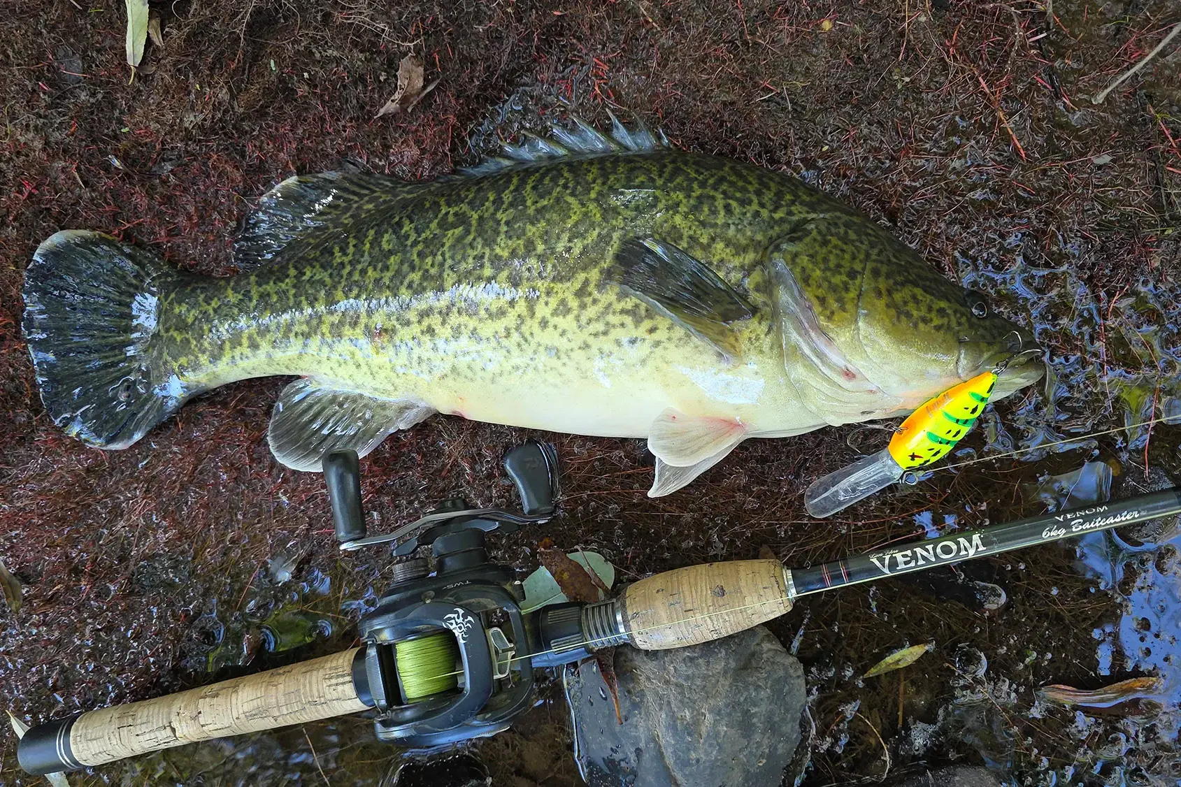 <p>NICE CATCH: The Murray cod fishing has slowed down in the Ovens and King rivers over the last week or two. There\\u2019s still a few cod to be caught though. </p>\\n