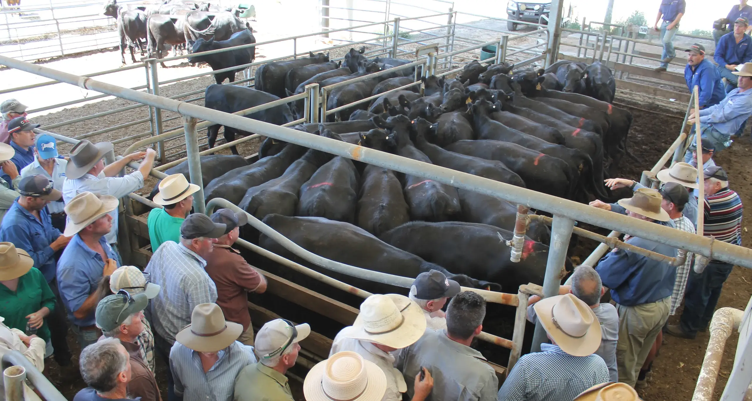 \"Exceptional\" weaners sold at Wangaratta