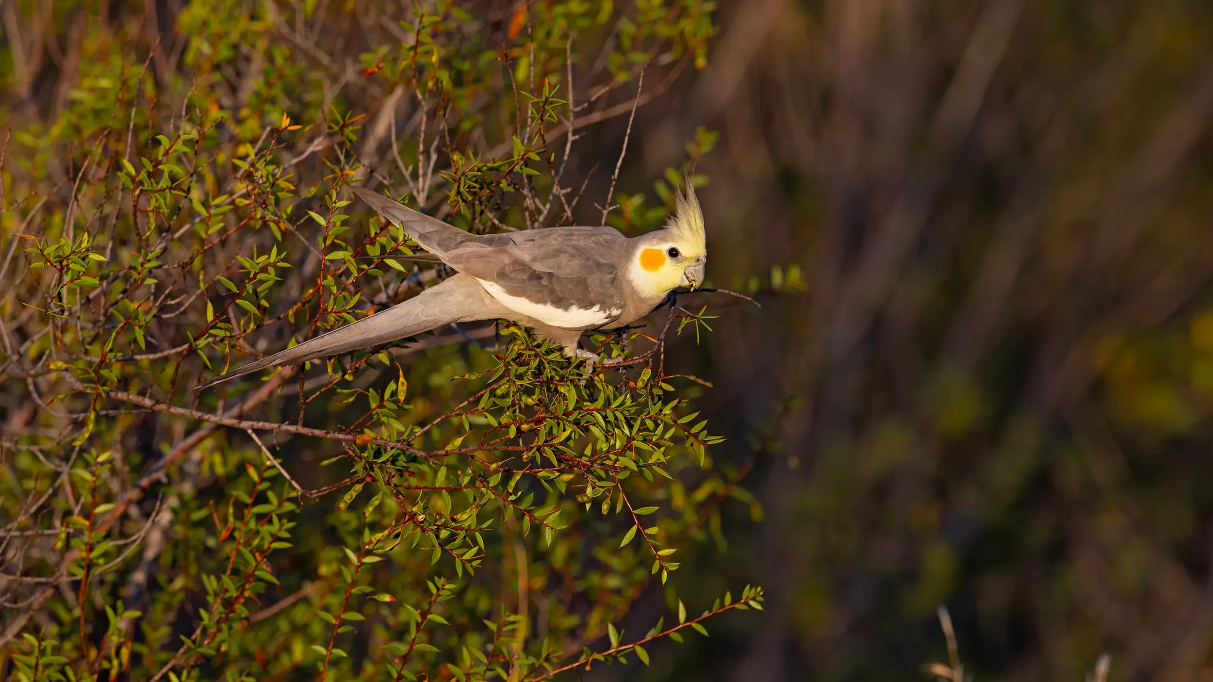 An inland visitor - the Cockatiel