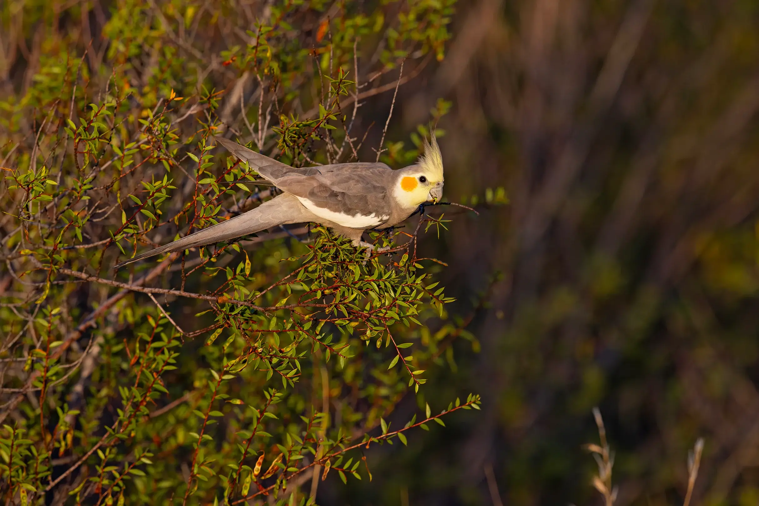<p>GOOD FEED: Rarely do Cockatiels feed in shrubs, but here a male forages on a seeding wattle. PHOTO: Chris Tzaros (Birds Bush and Beyond)</p>\\n