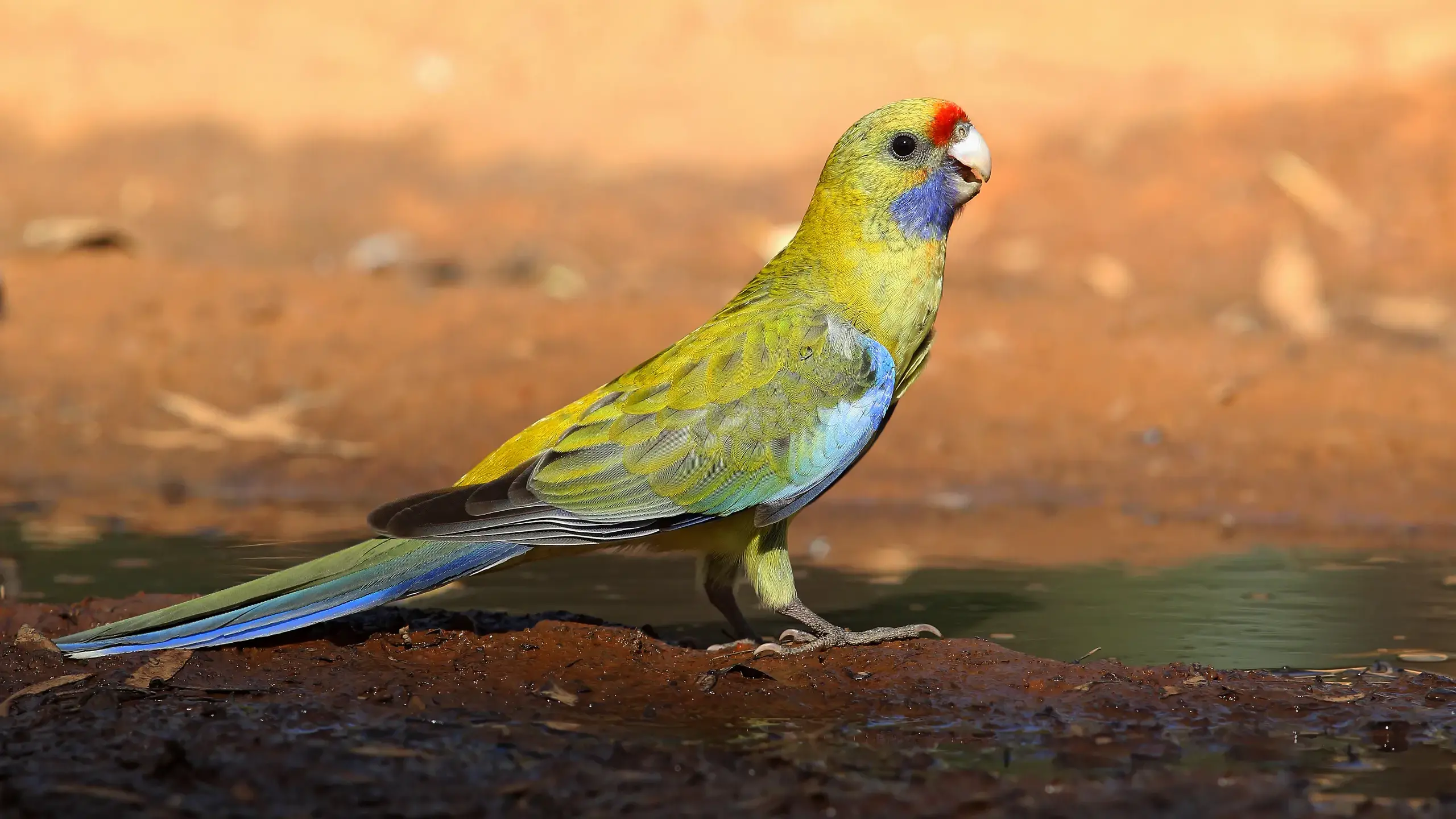 Wildlife and surviving heat waves