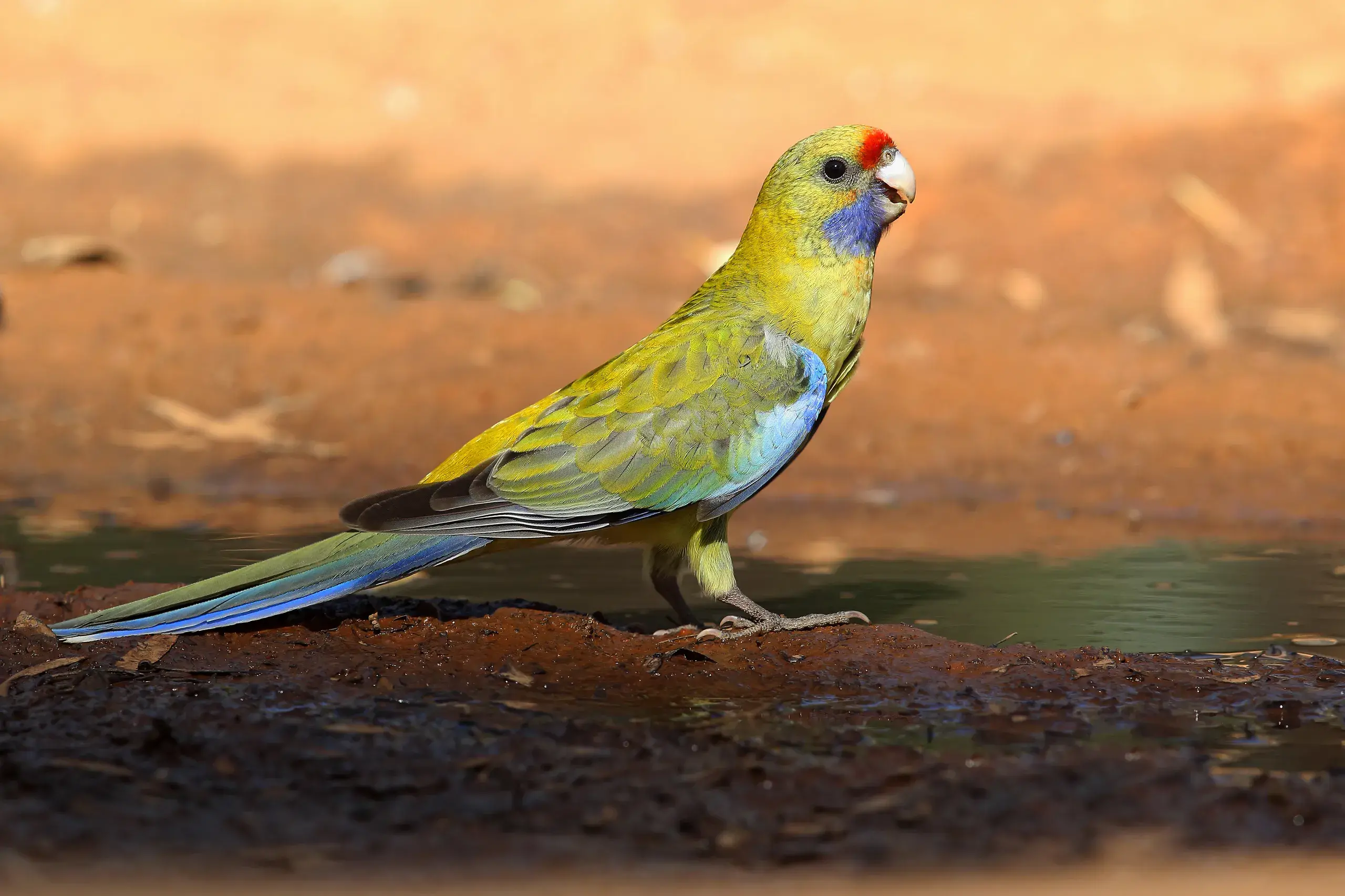<p>ADAPTABLE: A young Yellow Rosella at an artificially filled waterhole during a heatwave with its bill and wings slightly open. PHOTO: Chris Tzaros (Birds Bush and Beyond)</p>\\n