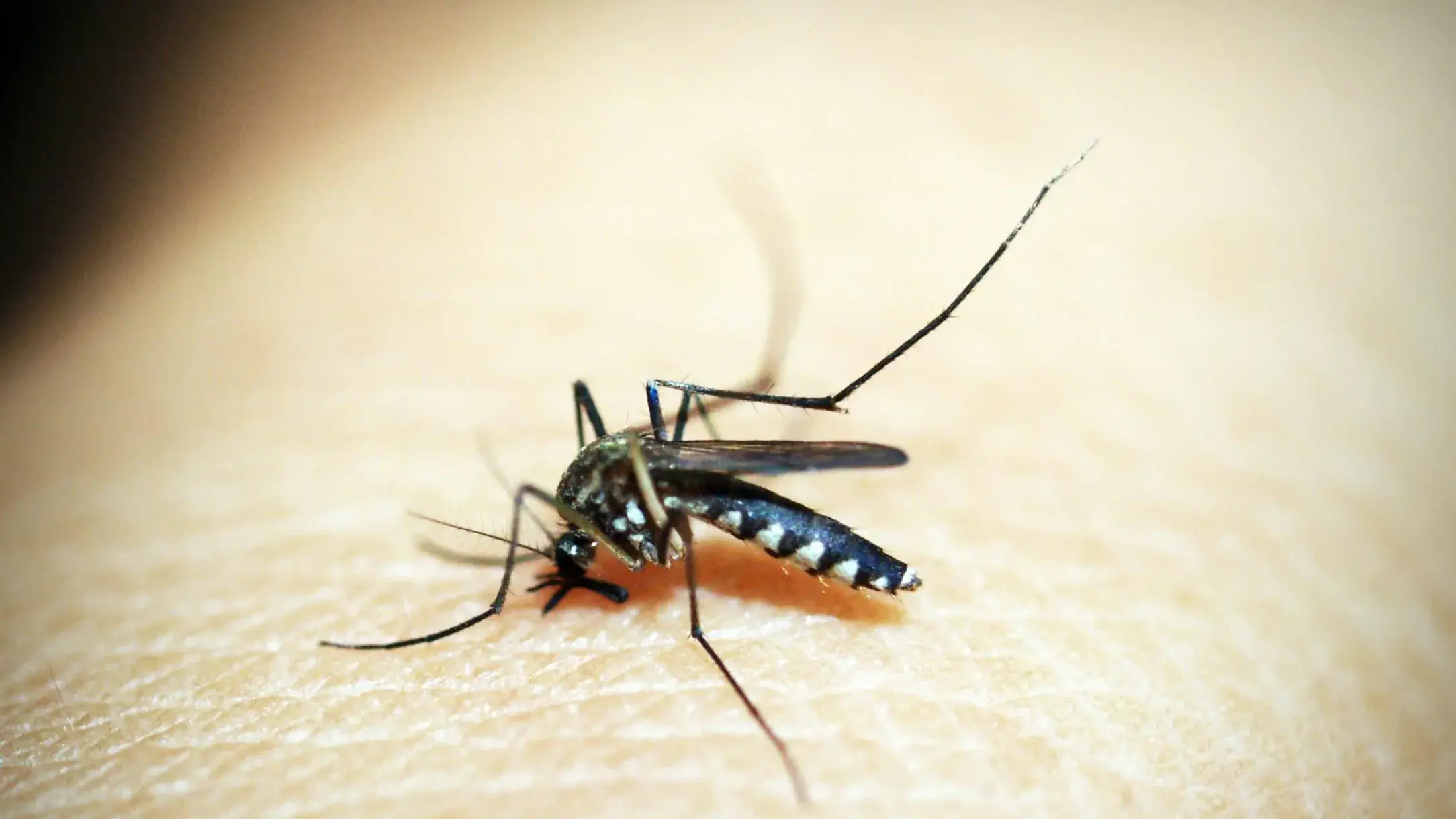 Protect yourself from mosquito bites and heat in summer