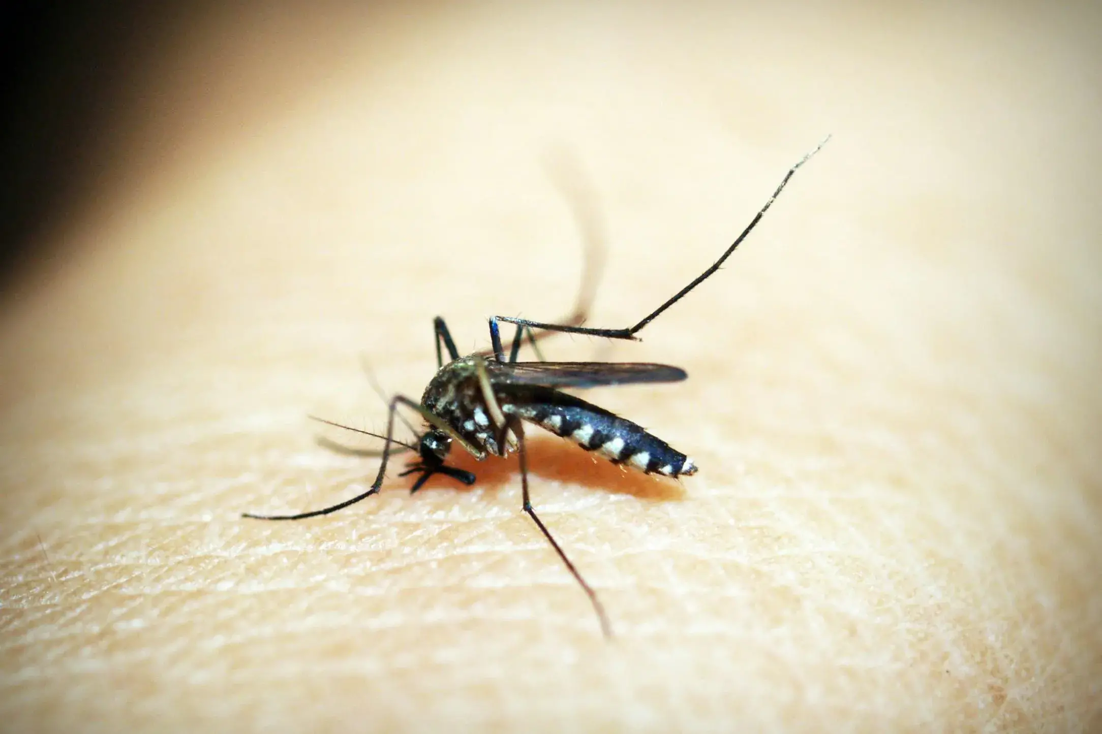 <p>COVER UP: Wearing long loose-fitting clothes, using repellent and avoiding the outdoors at dawn and dusk, are among the best ways to avoid being bitten by mosquitoes. PHOTO: Pexels</p>\\n