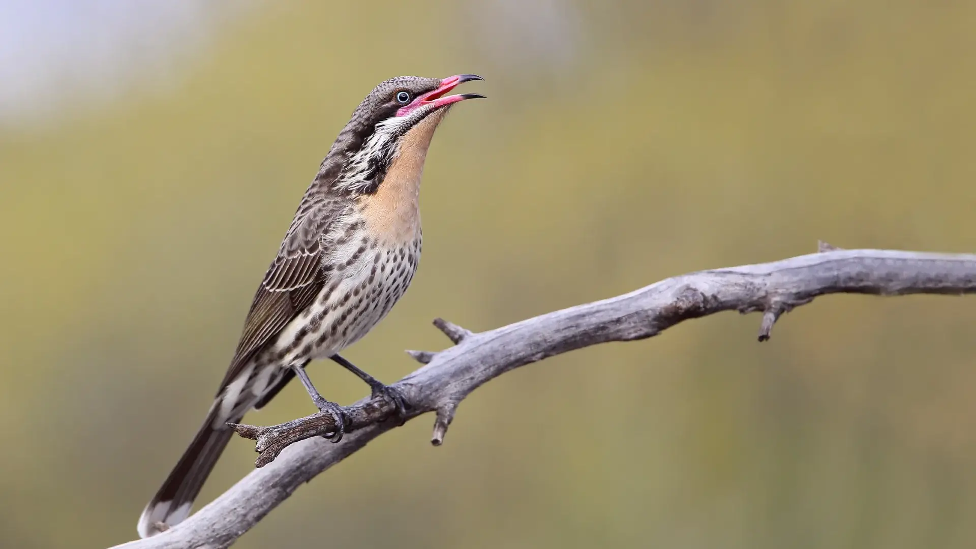 A rare visitor – the Spiny-cheeked Honeyeater