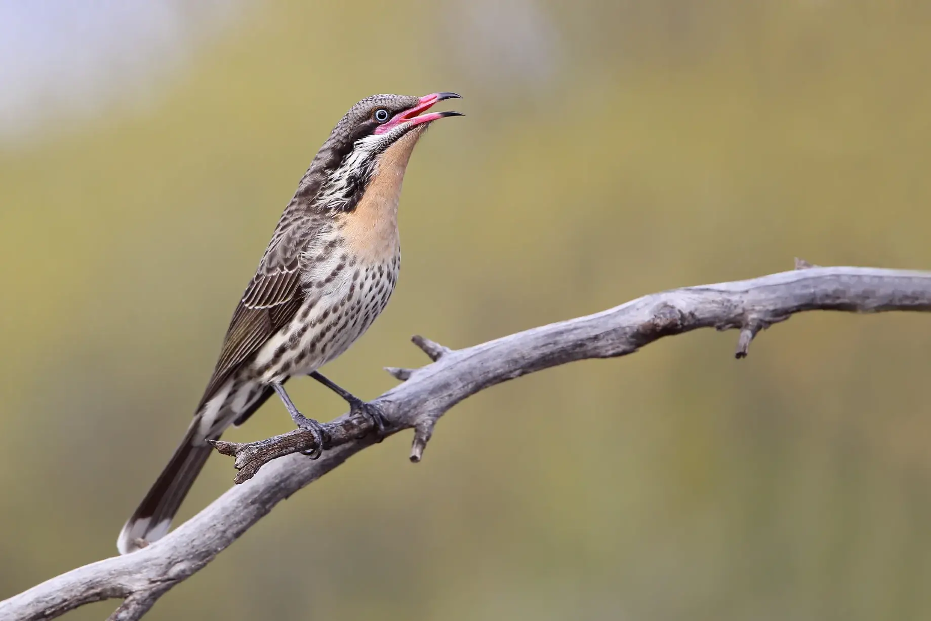 <p>NOT FROM AROUND HERE: A Spiny-cheeked Honeyeater seen recently in a Killawarra garden. PHOTO: Chris Tzaros (Birds Bush and Beyond)</p>\\n
