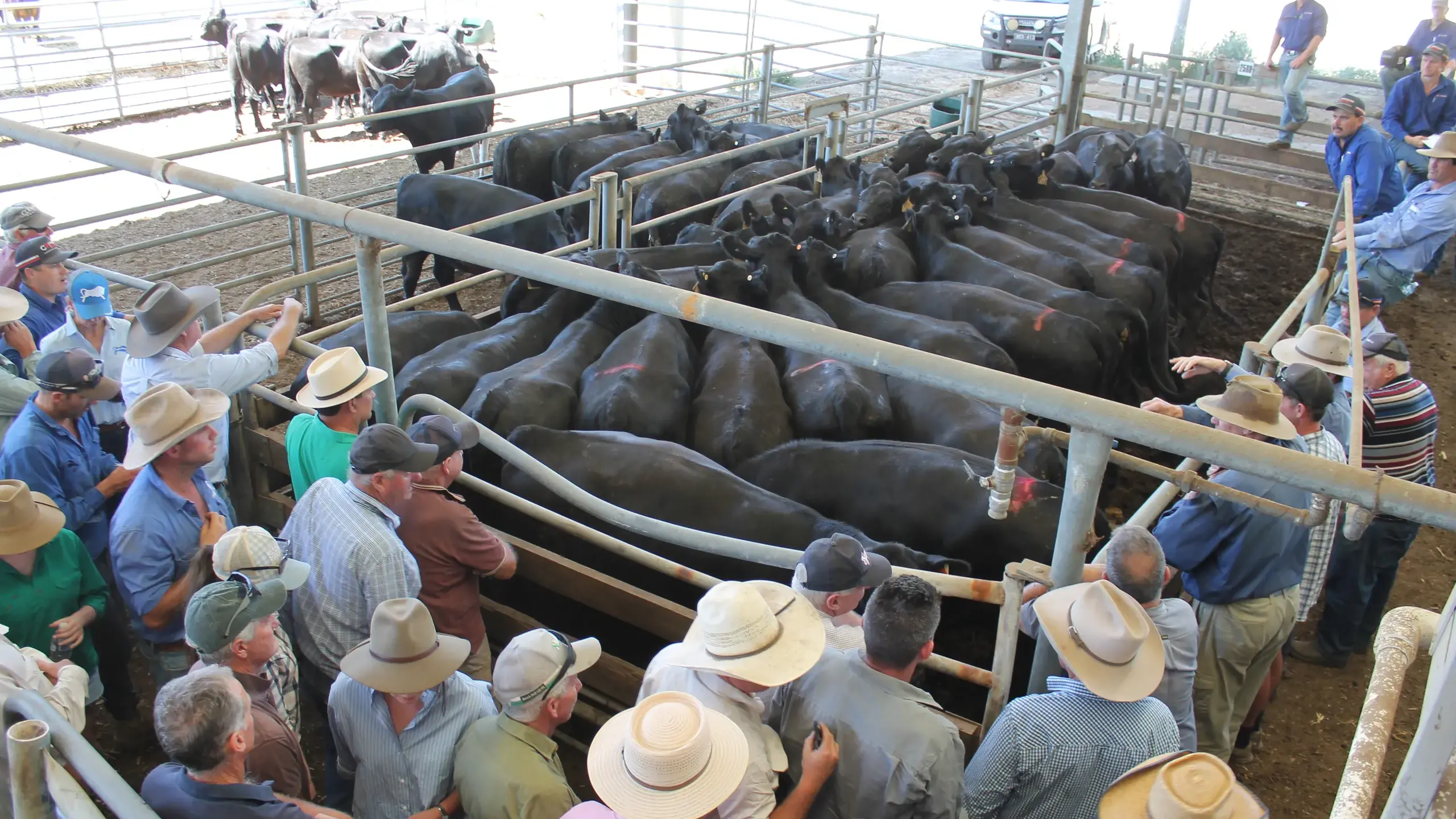 Quality holds firm for first of Wangaratta blue ribbon sales