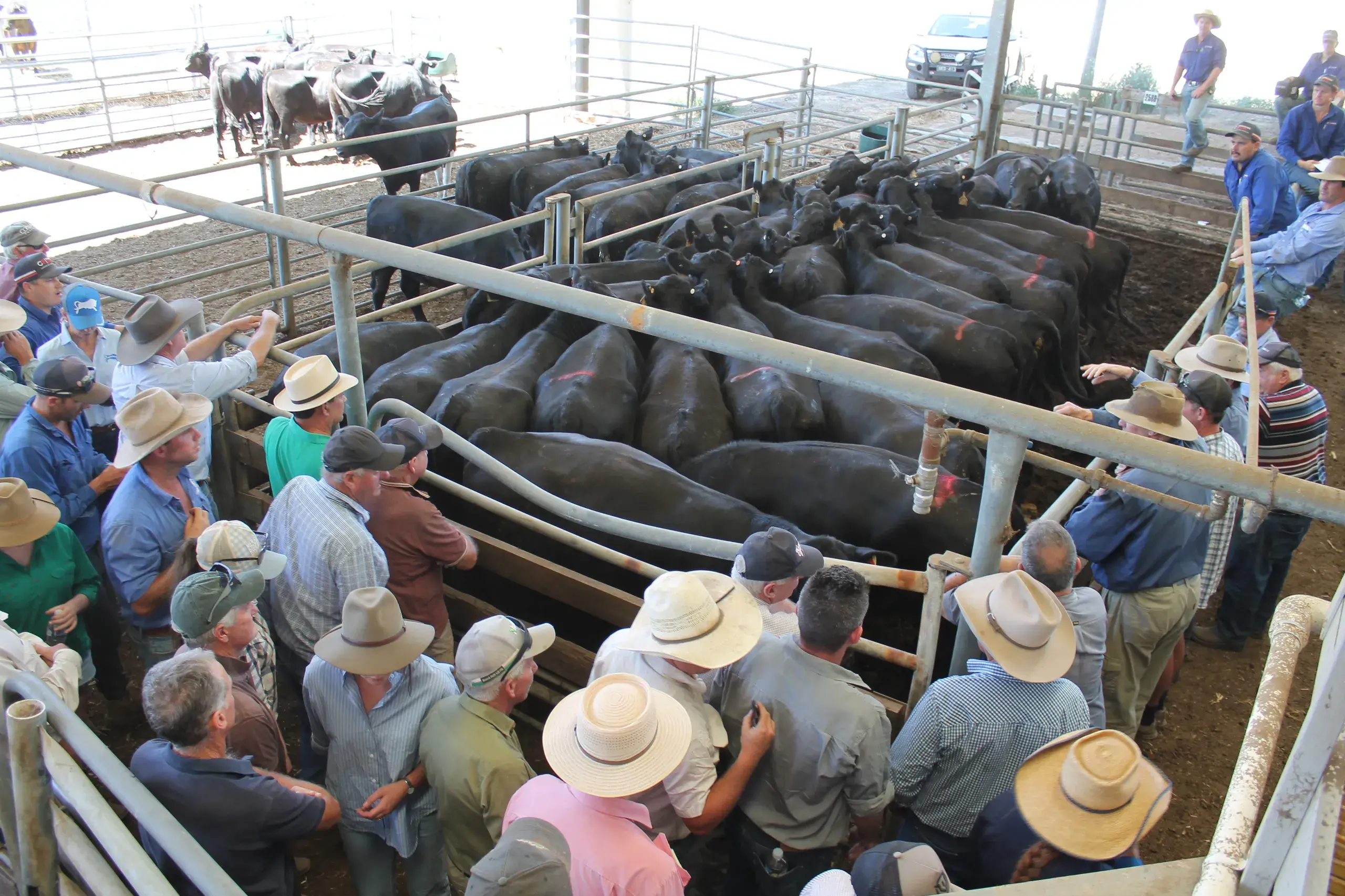 <p>ROUND THEM UP: The Wangaratta Livestock Exchange will house some 4000 cattle on Friday morning for the first of its blue ribbon sales. PHOTO: Steve Kelly</p>\\n