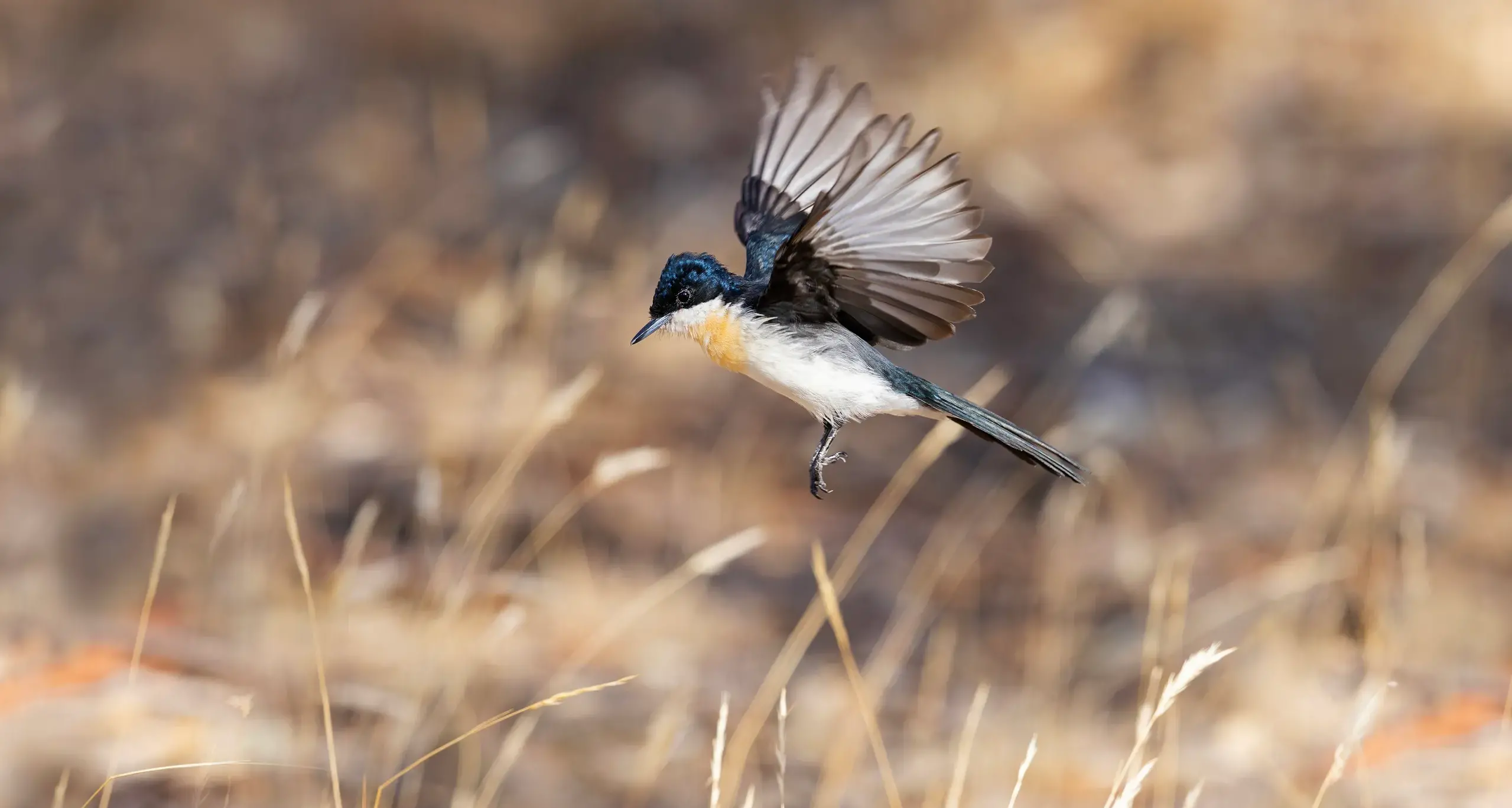 Restless by name, restless by nature