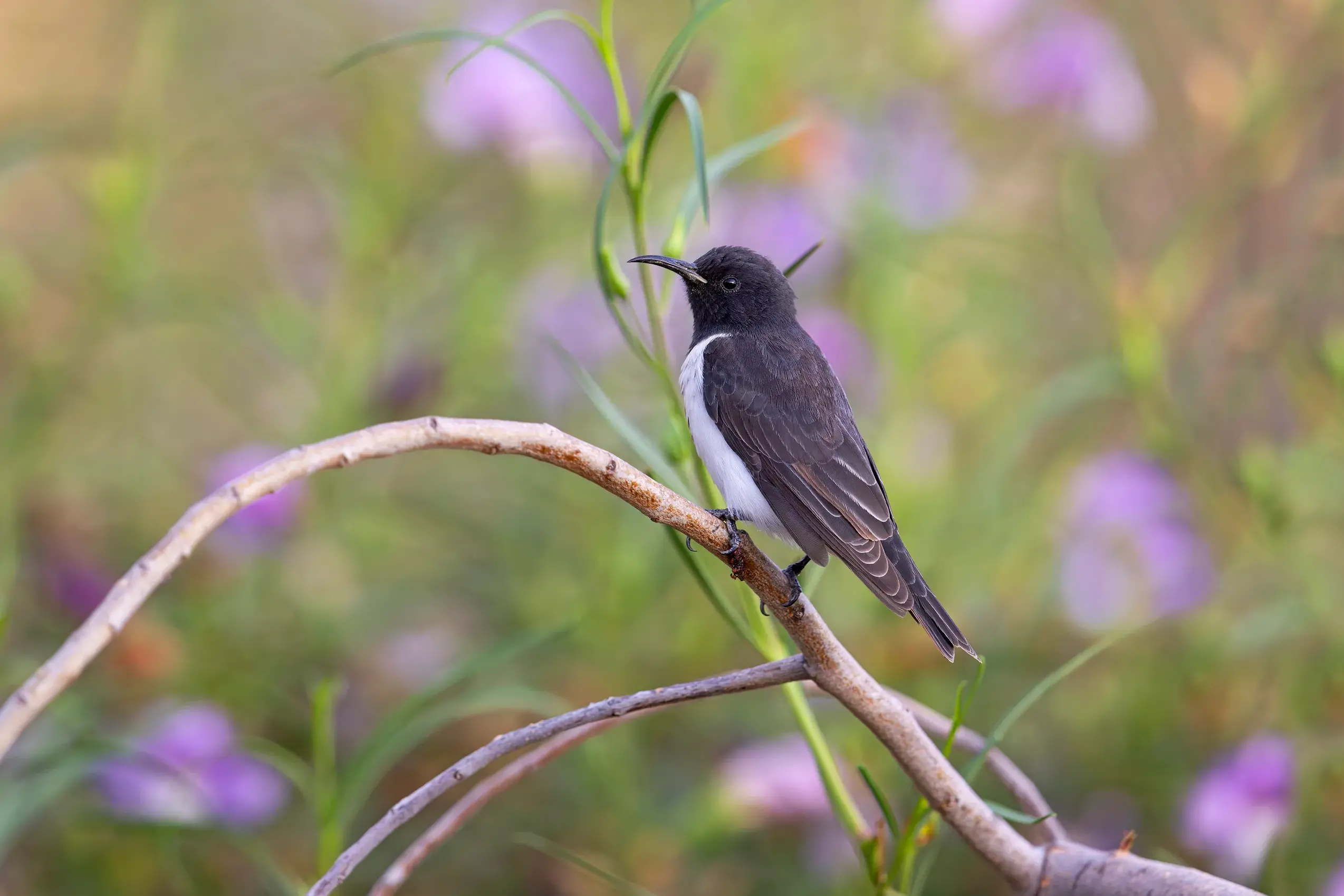 <p>SEEKING REFUGE: A male Black Honeyeater seen recently in a Killawarra garden. PHOTO: Chris Tzaros (Birds Bush and Beyond)</p>\\n