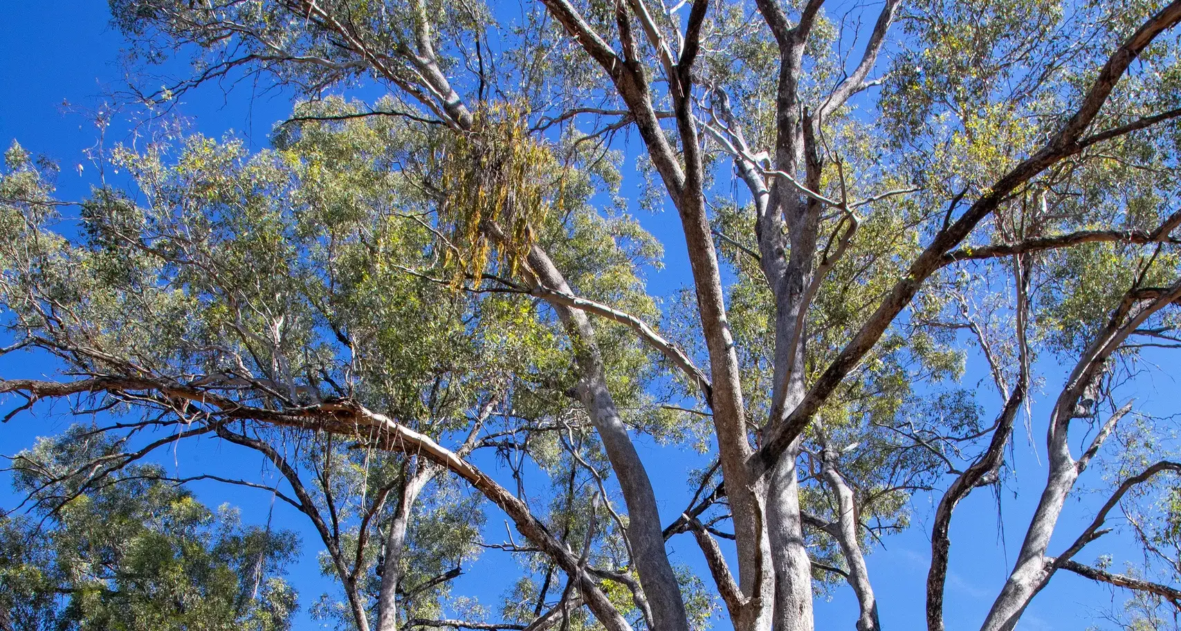 The Majestic Grey Box tree