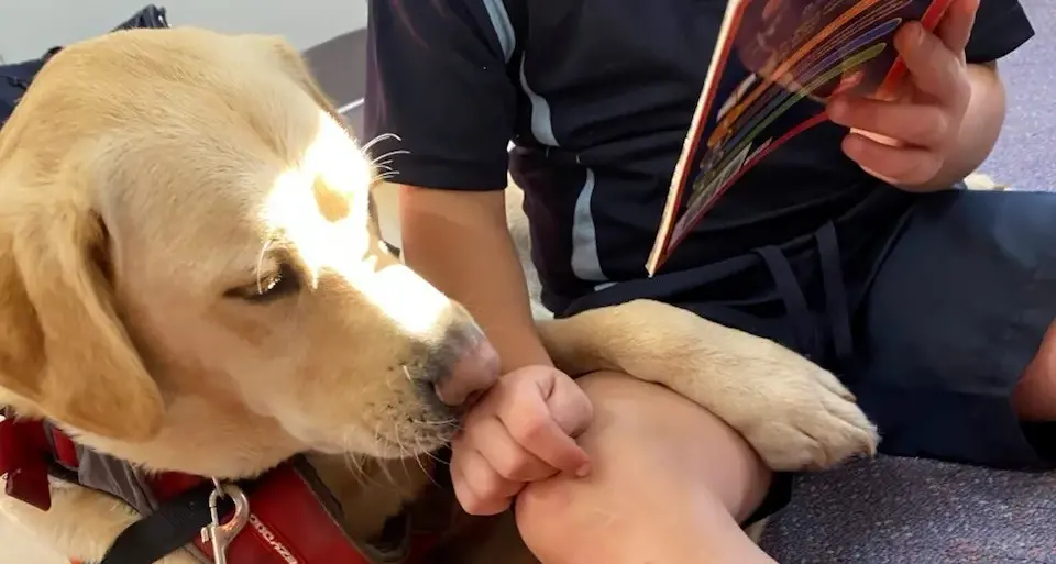 Wangaratta Story Dogs continues to grow