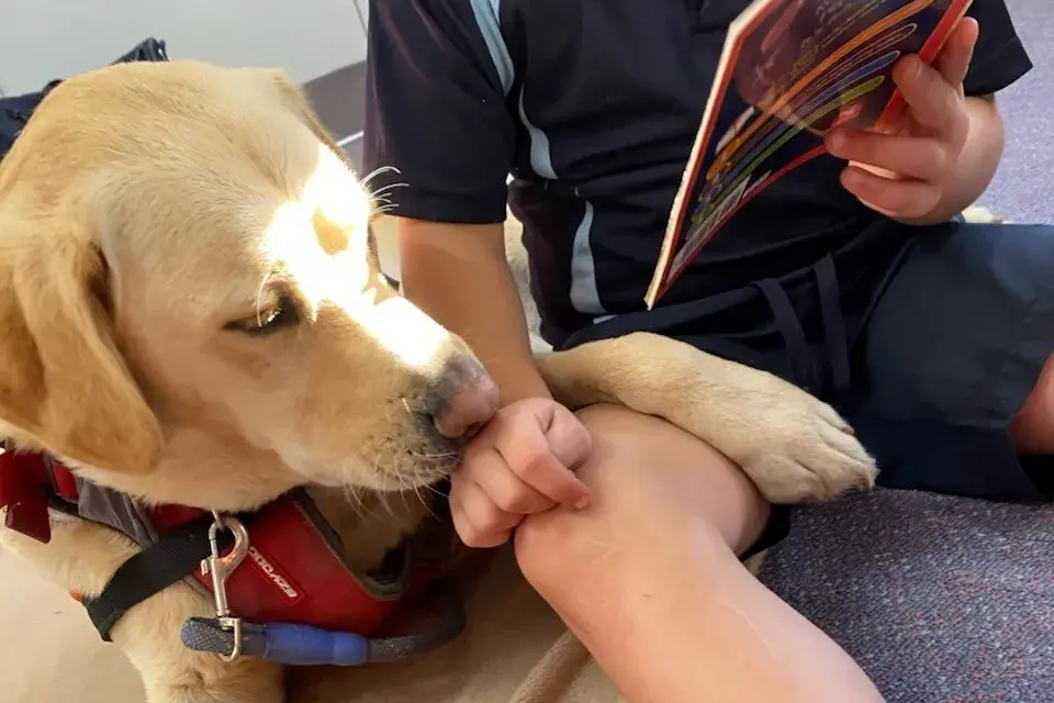 <p>MAGIC TOUCH: Noel Boyd\\'s Golden Lab Arlo is a calming presence for students building their reading and literacy confidence. </p>\\n