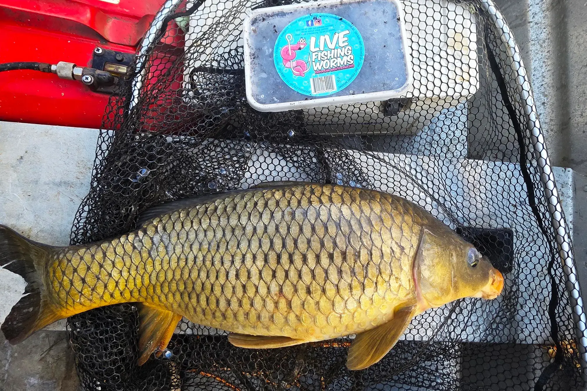 <p>MUD MARLIN: The need to do more to control carp will be discussed at a meeting open to the public in Wangaratta on Monday night, 2 March.</p>\\n