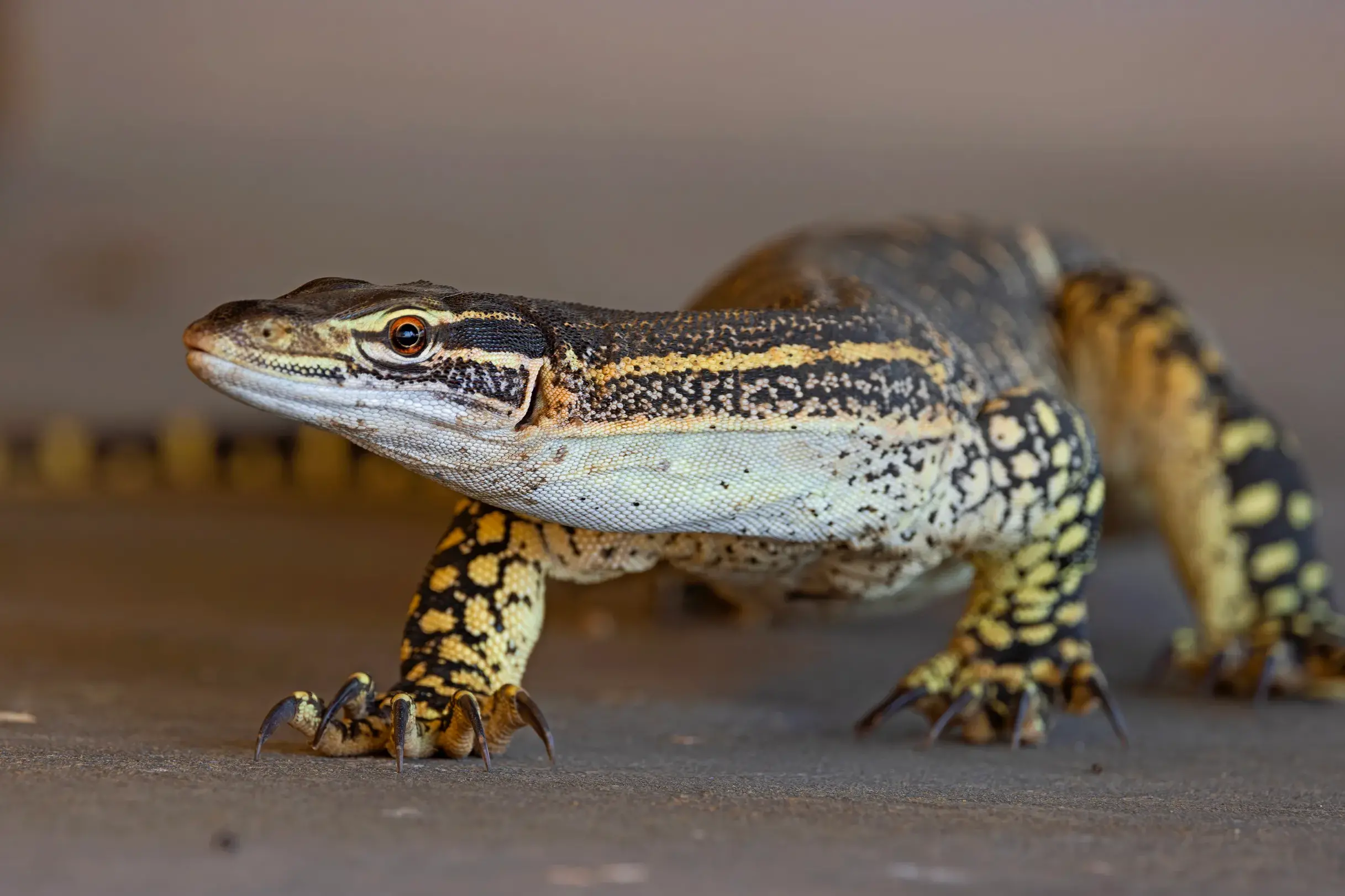 <p>GROUND-DWELLERS: A beautiful adult Sand Goanna seeks some shade under the veranda during the recent heatwave. PHOTO: Chris Tzaros (Birds Bush and Beyond)</p>\\n