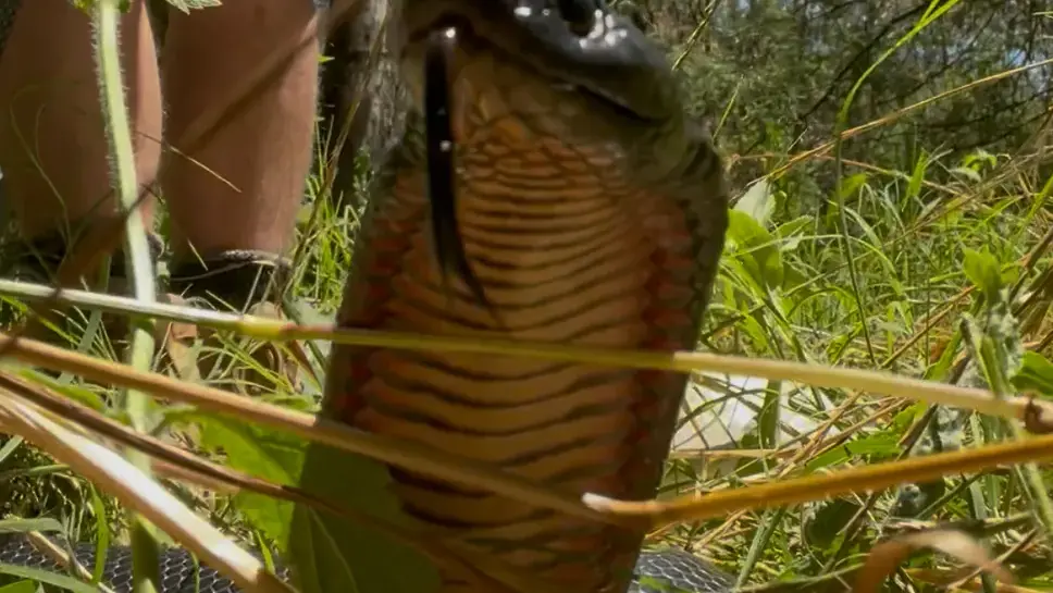 North East sees snakebite surge as paramedics urge caution