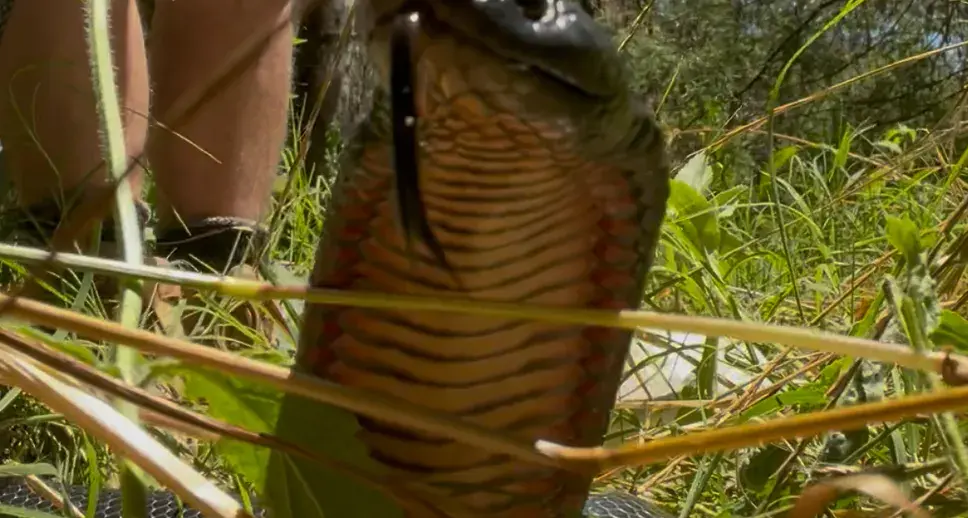 North East sees snakebite surge as paramedics urge caution