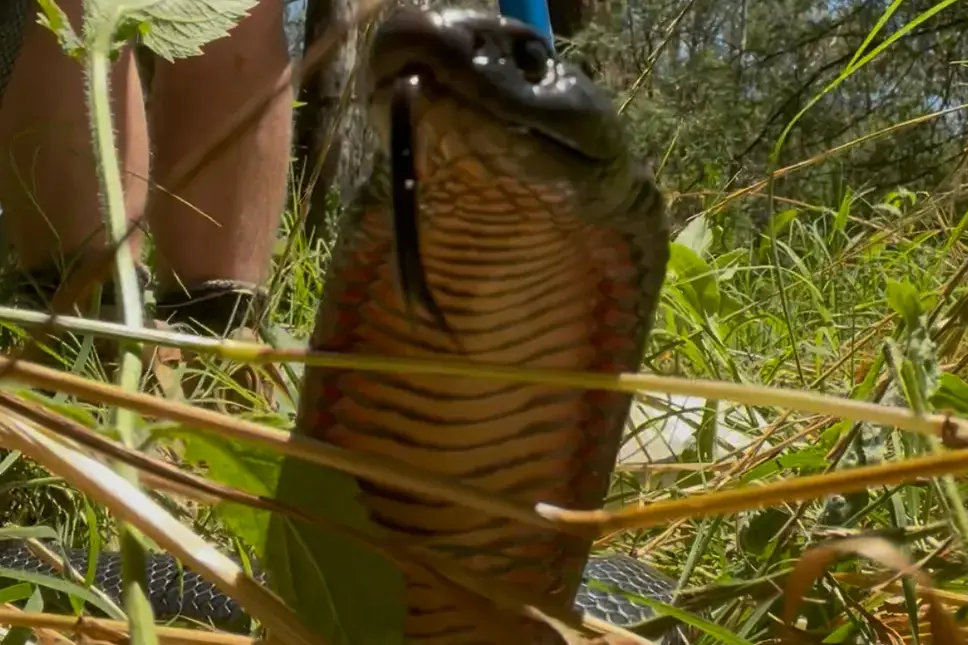 <p>SLITHER AWAY: Snakes activity is expected to remain high at the change of the season, with paramedics urging caution following a spike in snakebites in the North East. PHOTO: Mark Flack</p>\\n