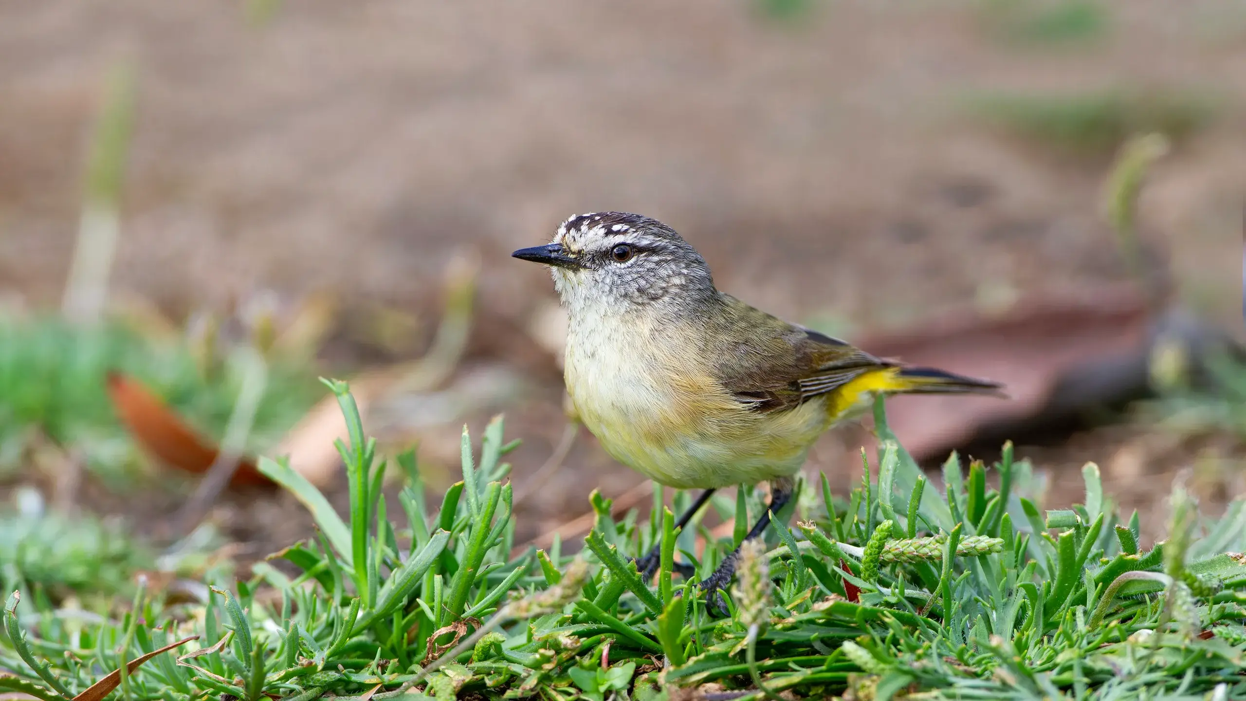 The Yellow-rumped Thornbill