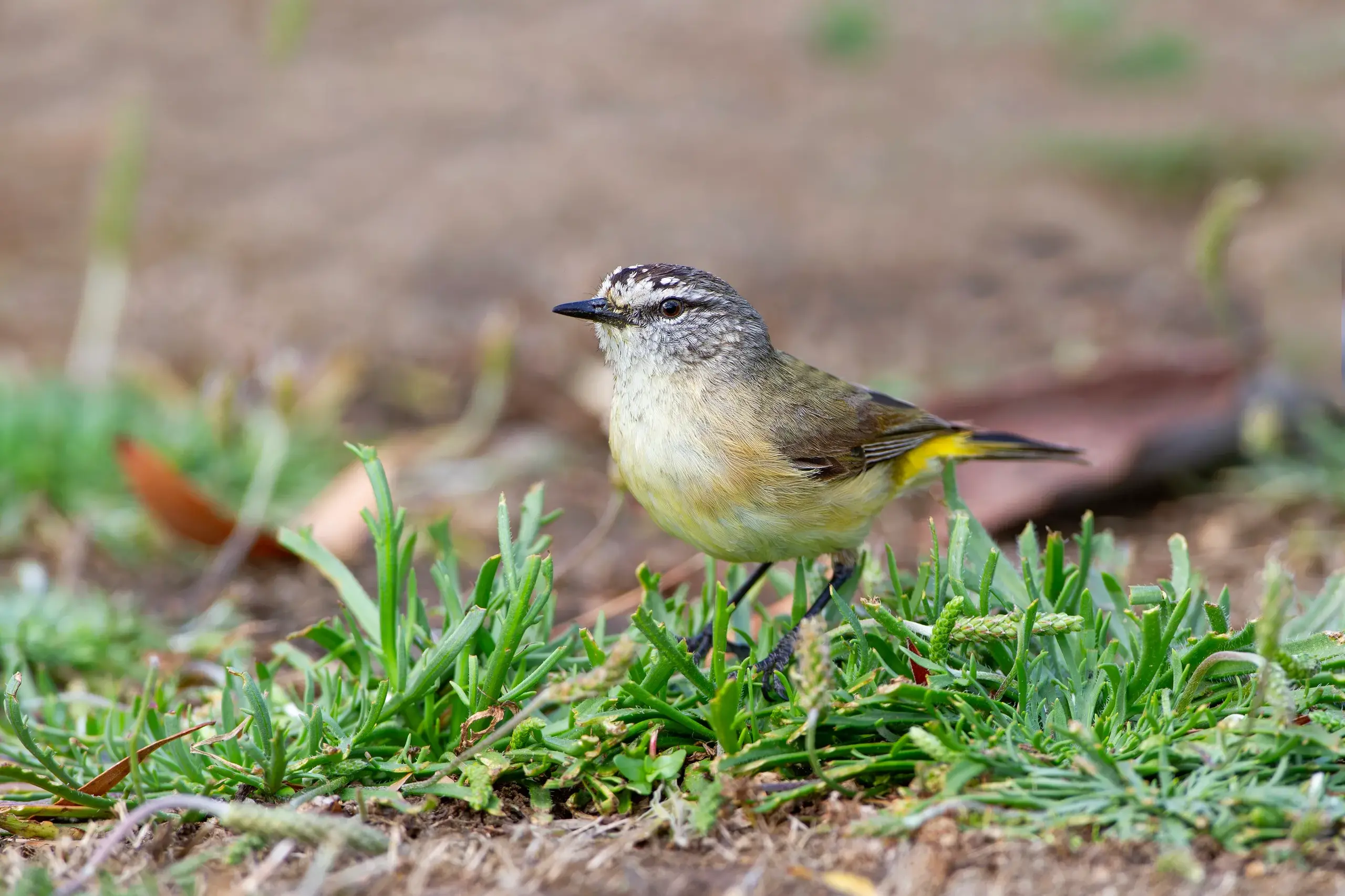 <p>WHISTLE WHILE THEY WORK: The Yellow-rumped Thornbill sings a cheery song while foraging on the ground. PHOTO: Chris Tzaros</p>\\n