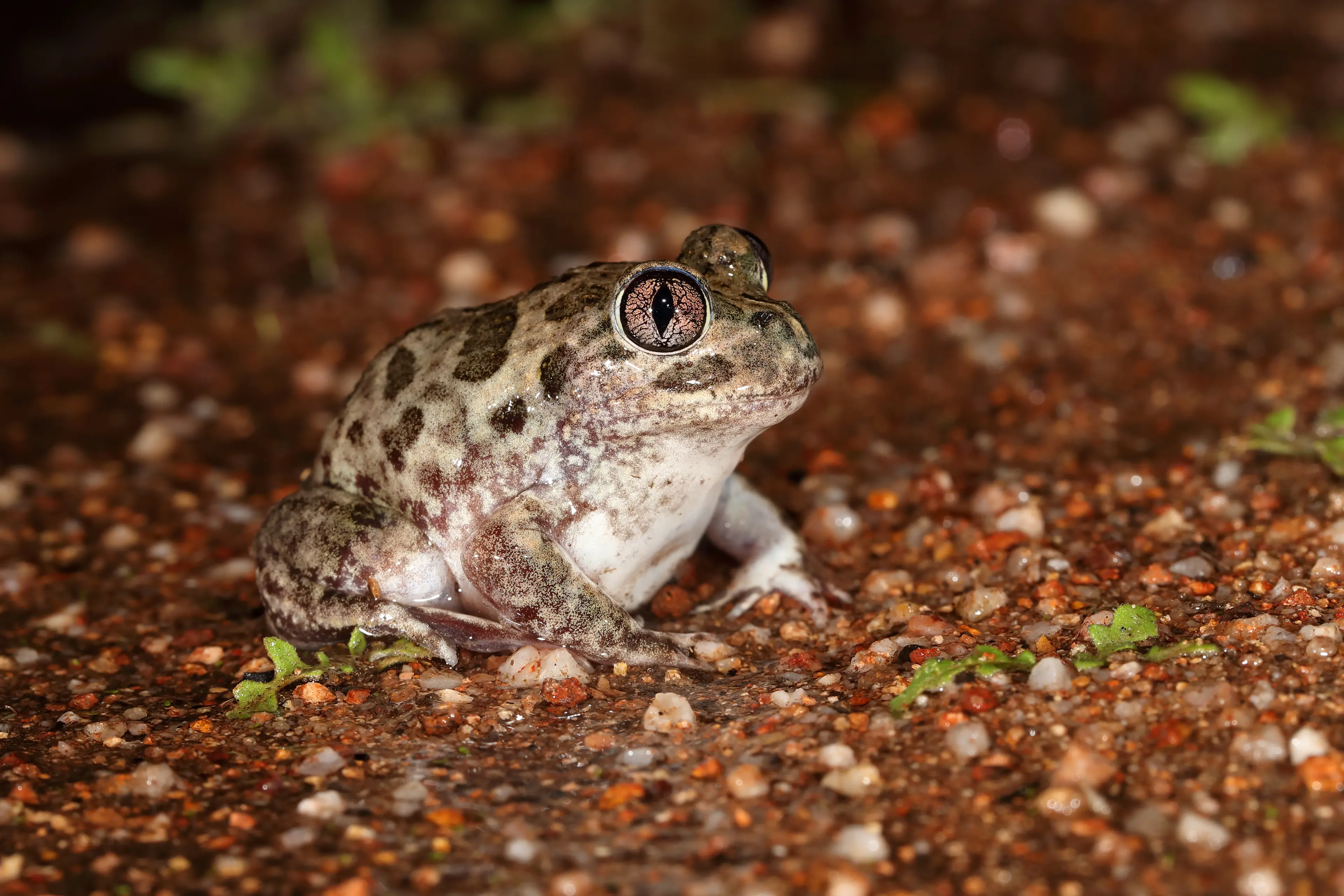 <p>DISTINCTIVE: Stirred-up from recent rain, the Sudell\\u2019s Frog can often be found moving across areas far from standing water. PHOTO: Chris Tzaros (Birds Bush and Beyond).</p>\\n