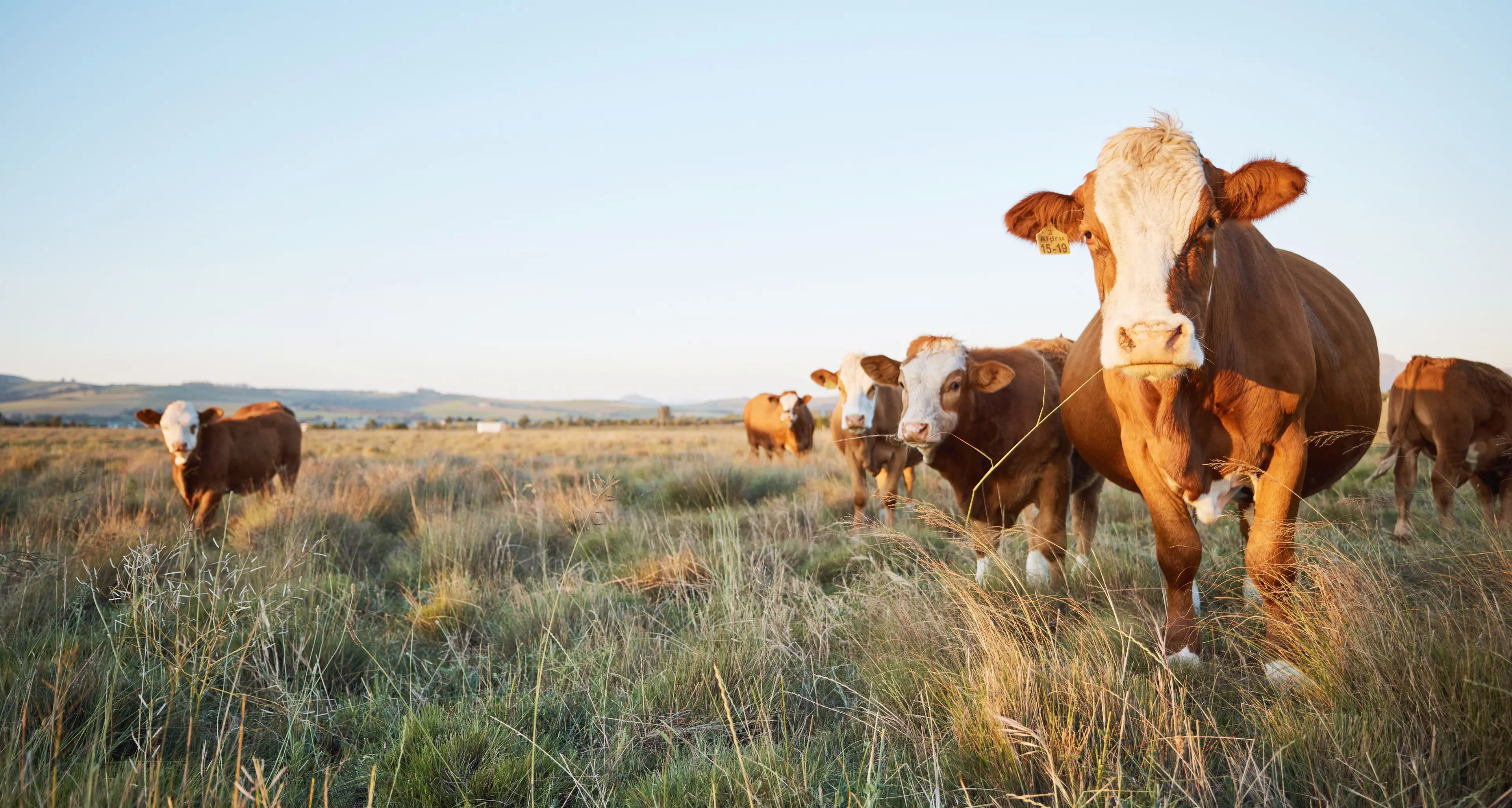 Livestock biosecurity grants available for regional farming communities