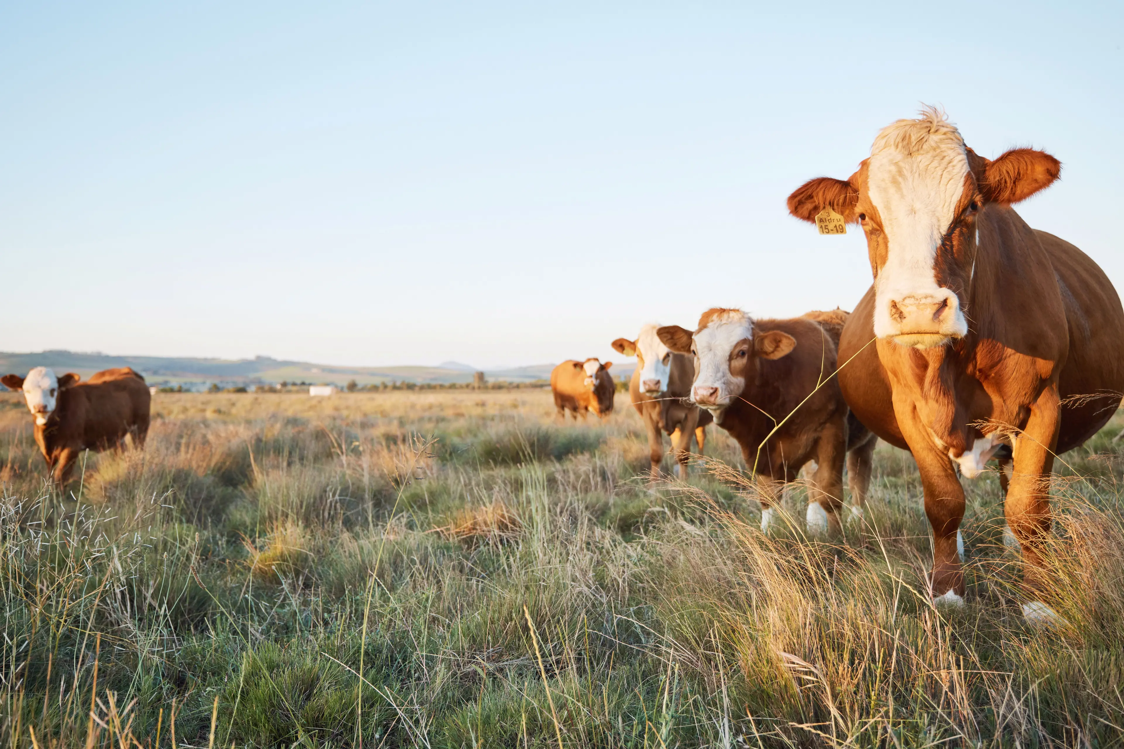 <p>BOOSTING BIOSECURITY: Regional farming communities are encouraged to apply for the 2026 Livestock Biosecurity Fund Grants Program before 14 April. PHOTO: peopleimages.com/stock.adobe.com </p>\\n
