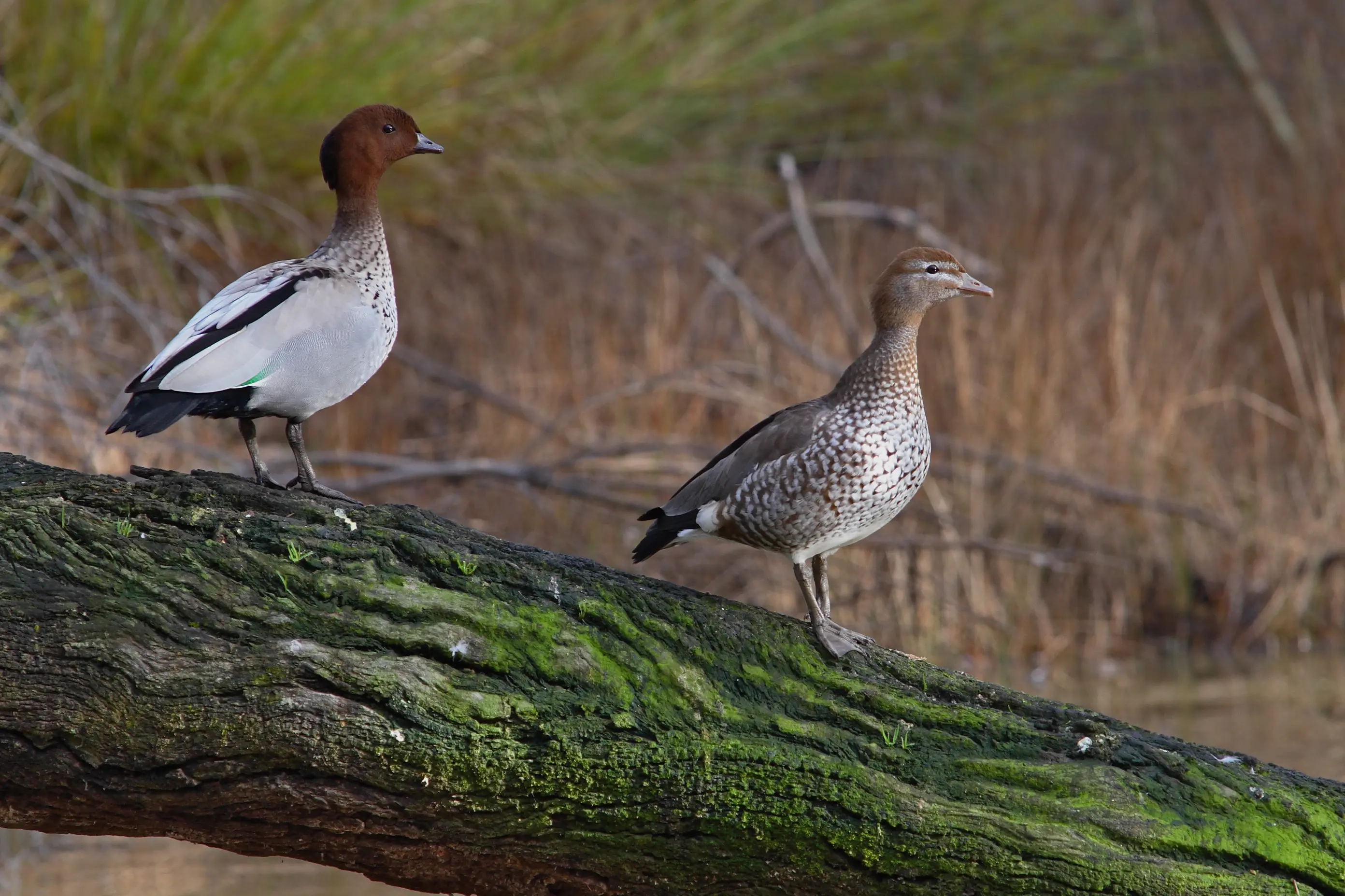 <p> A FAMILAR LOCAL: A pair of Australian Wood Duck on a log with the male on the left and female on the right.</p>\\n