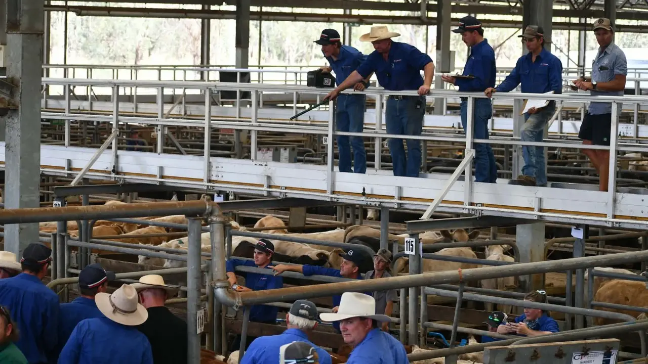 Steers top $6.62/kg at Wangaratta sale