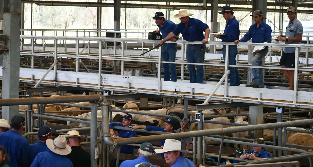 Steers top $6.62/kg at Wangaratta sale