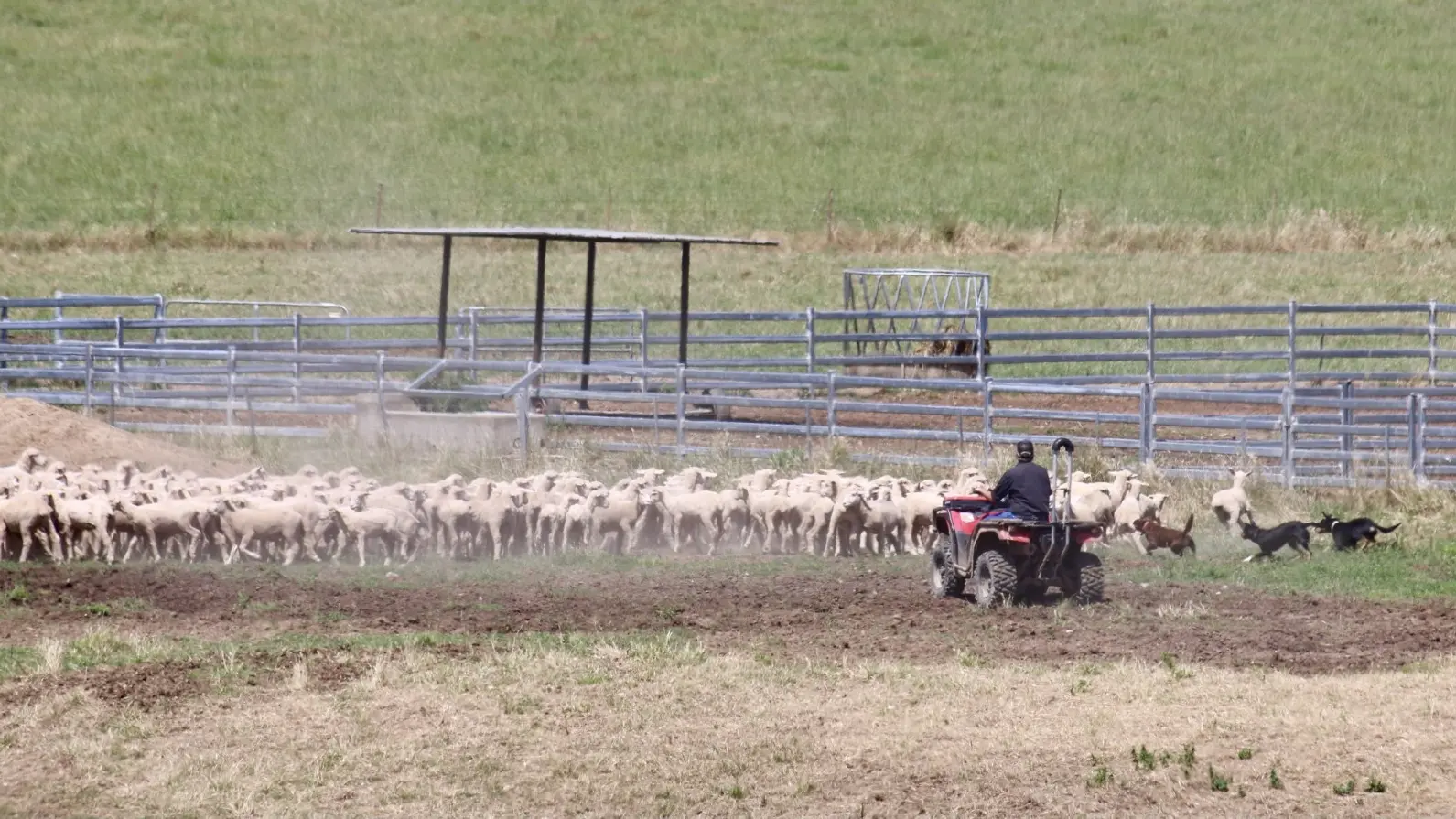 Bright outlook for sheep producers