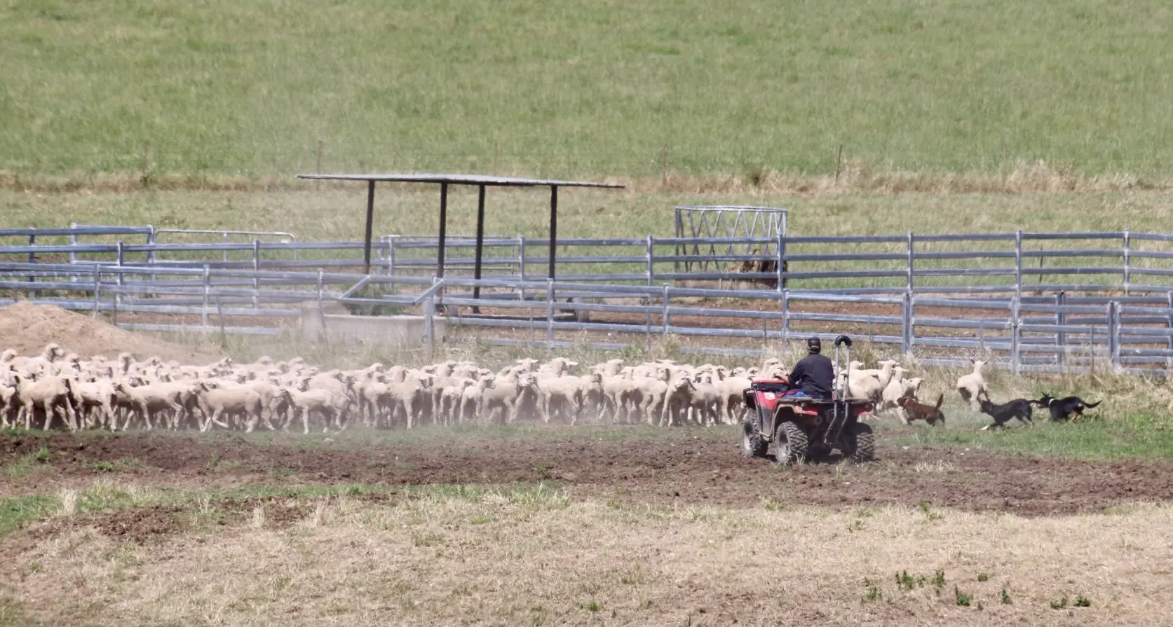 Bright outlook for sheep producers