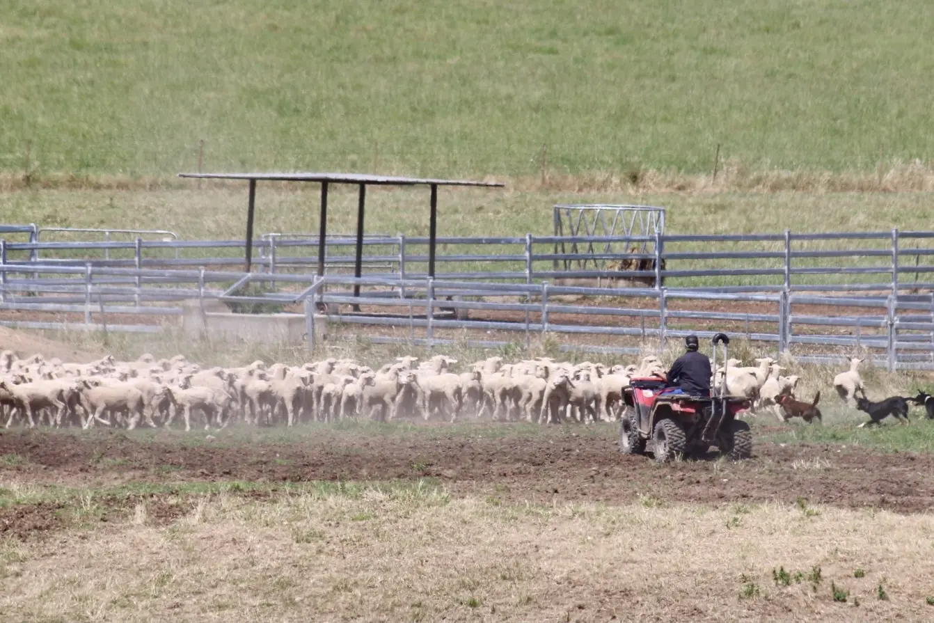 <p>GOLDEN OPPORTUNITY: The outlook for heavy lamb is rising from the current 1095c/kg carcase weight to peak at 1350c/kg in July/August. PHOTO: Kim Woods</p>\\n