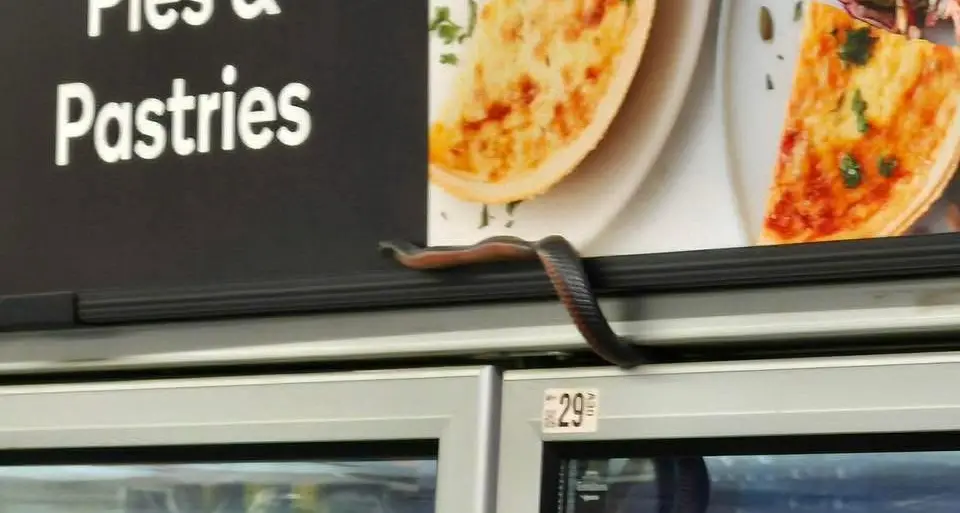 Cold-blooded customer found browsing the freezer aisle