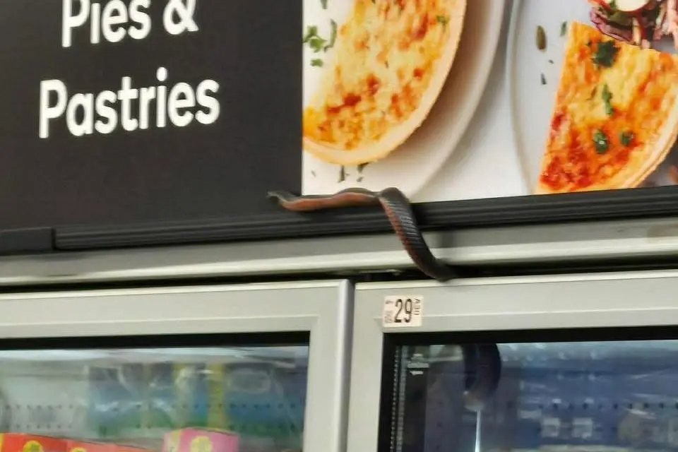 <p>GROCERY SHOPPING: A red-bellied black snake caused a stir at Woolworths Wangaratta on Friday after it was discovered in the freezer section.</p>\\n