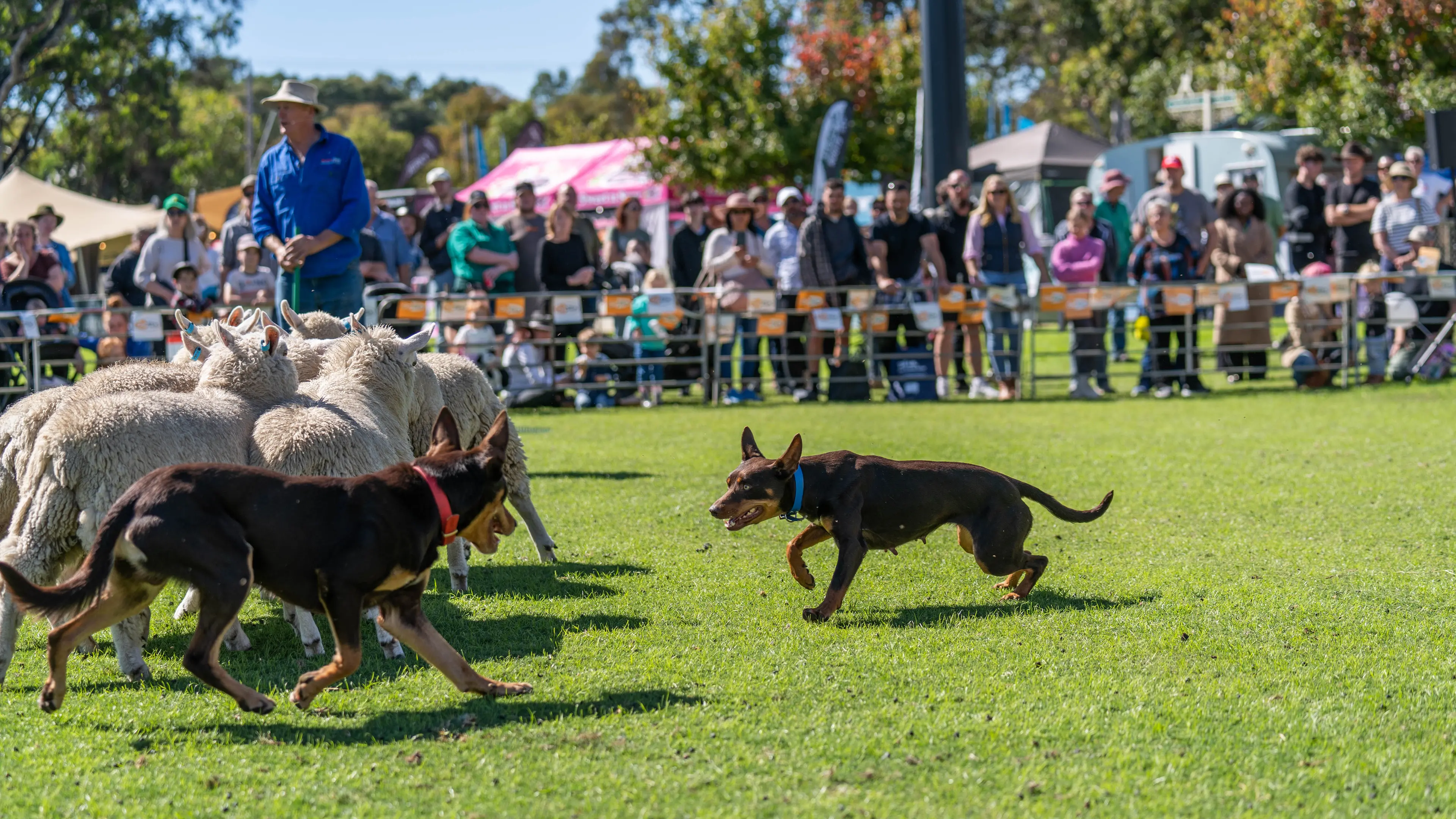 Seymour Alternative Farming Expo returns for 35th year