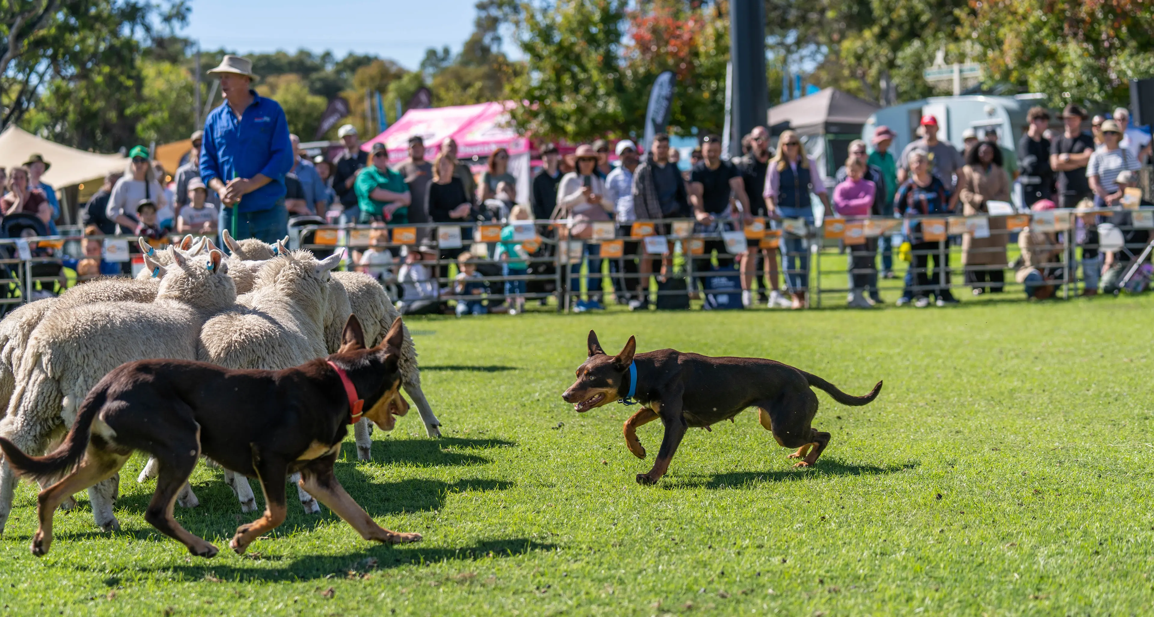 Seymour Alternative Farming Expo returns for 35th year